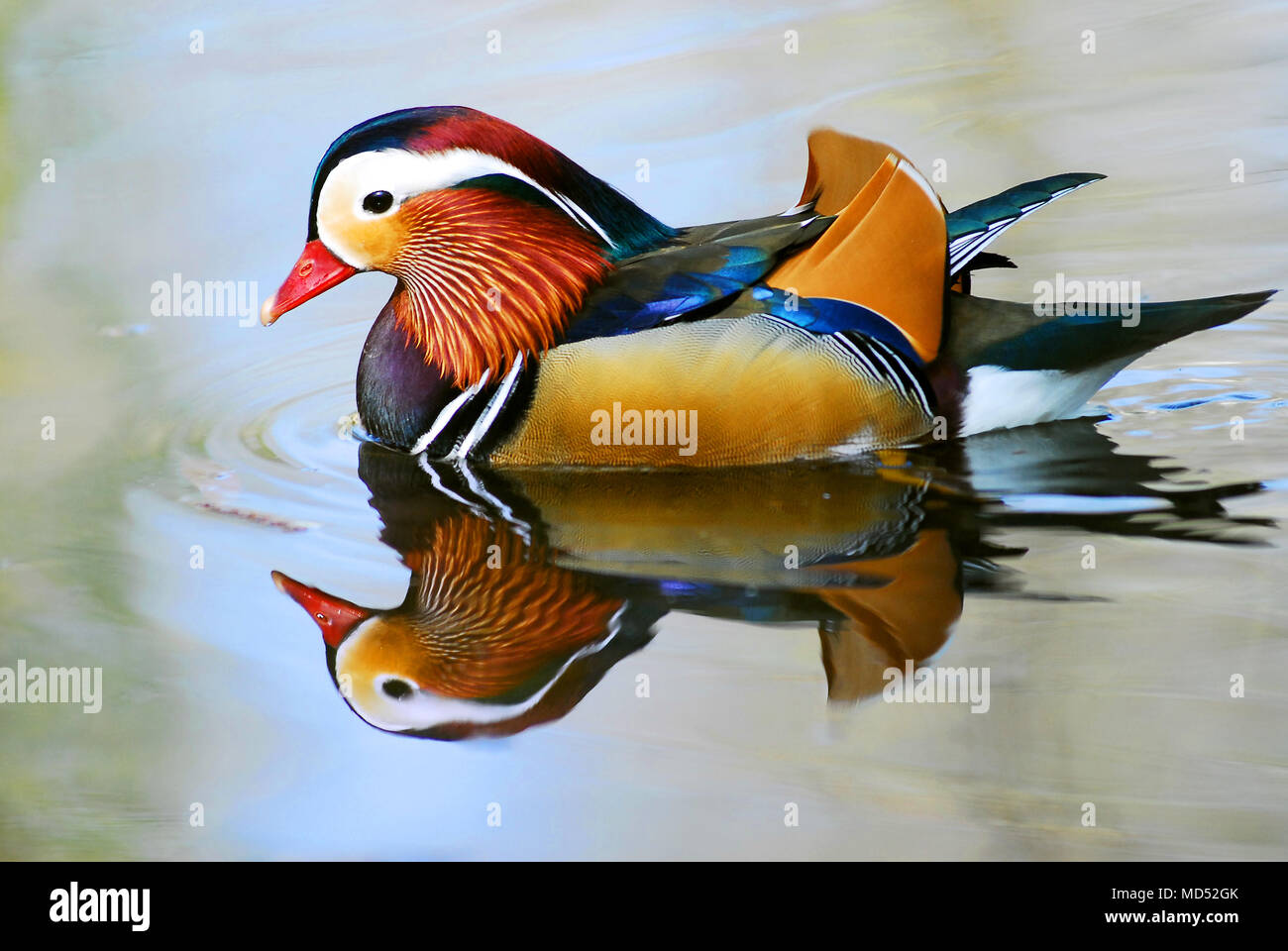 Closeup male mandarin duck (Aix galericulata) swimming, viewed of ...