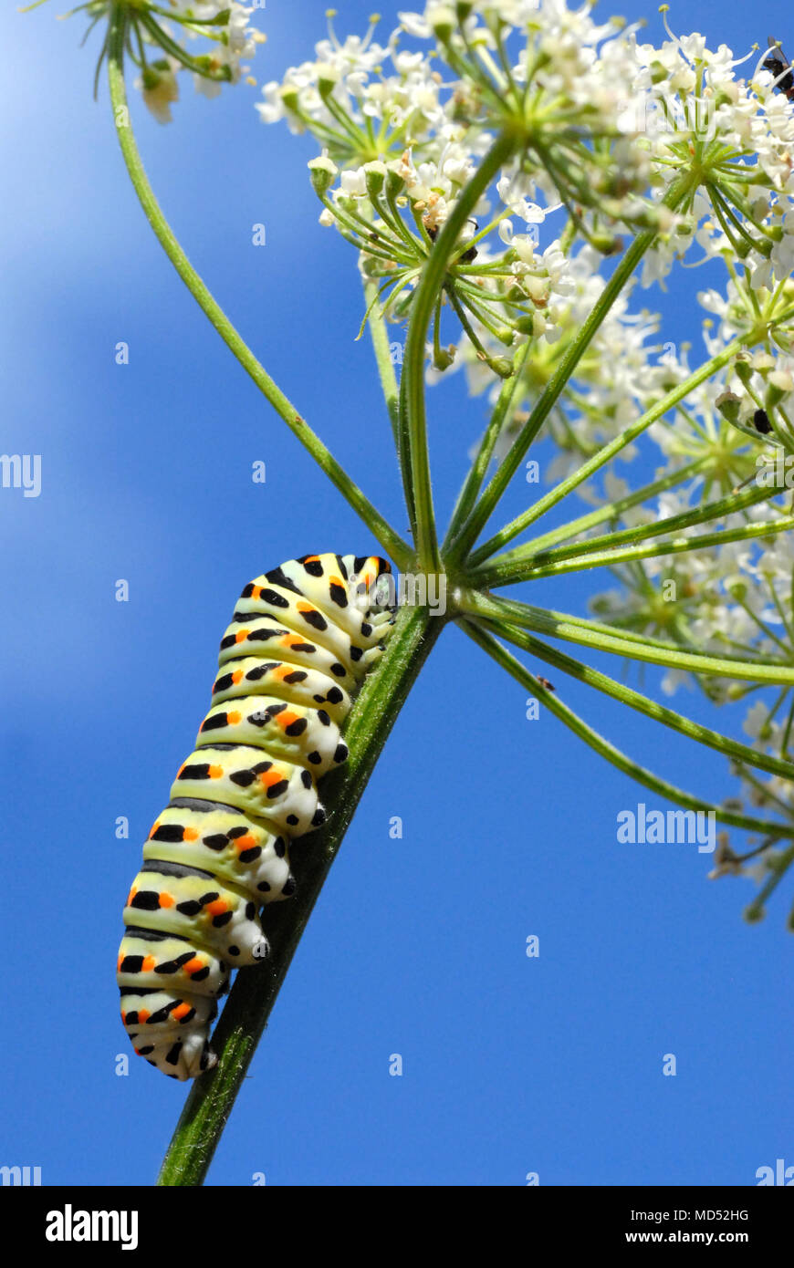 Macro of caterpillar of swallowtail (Papilio machaon) on umbellifer flower, its food plant,on blue sky background Stock Photo