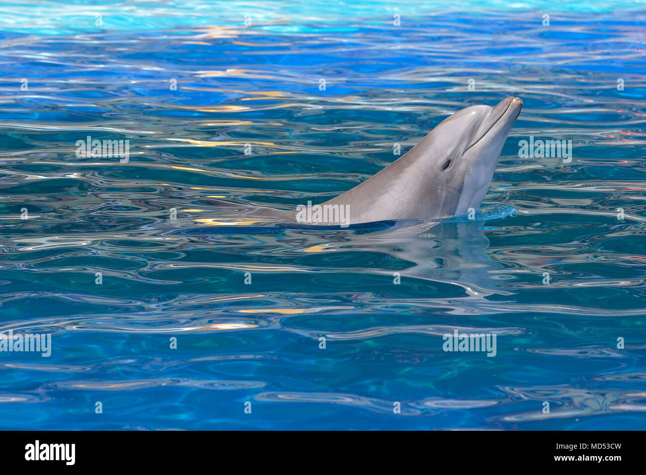Profile head of bottlenose dolphin (Tursiops truncatus) Stock Photo