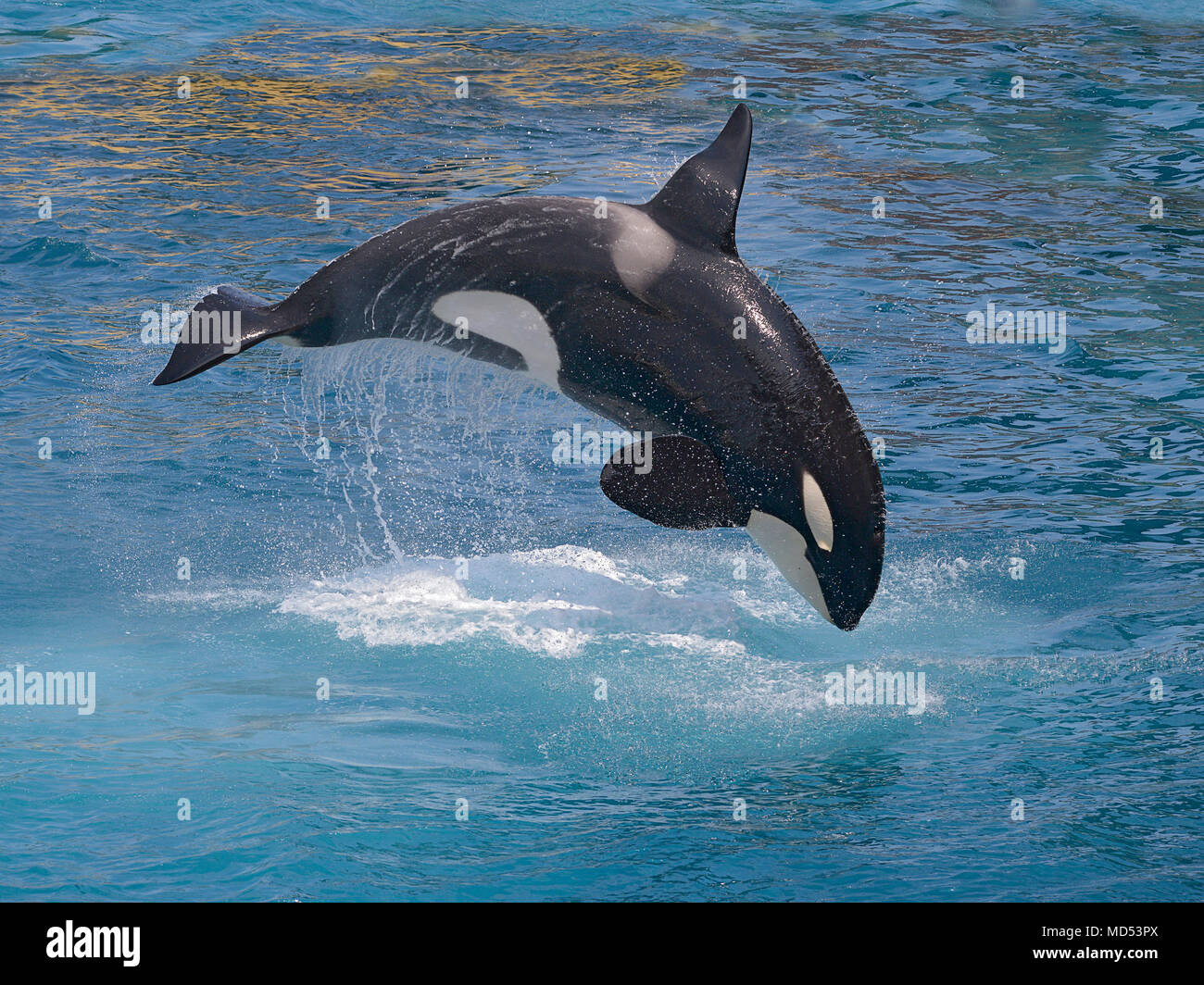 killer whale (Orcinus orca) jumping out of the water Stock Photo