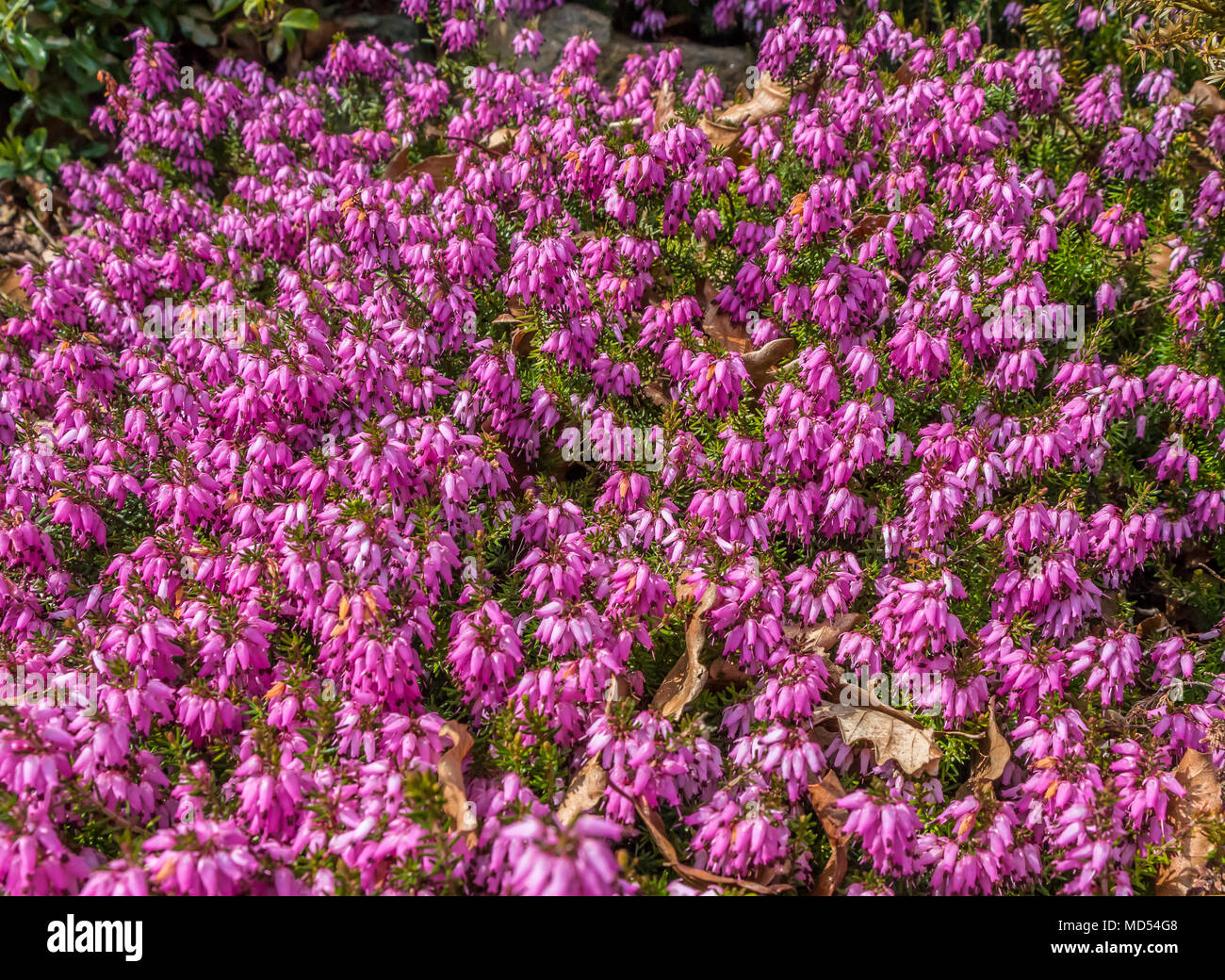 Pink winter flowering heather Erica Carnea in sunshine Stock Photo
