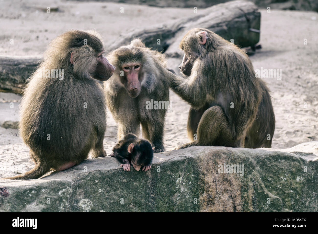 Baboon Group Stock Photos & Baboon Group Stock Images Alamy