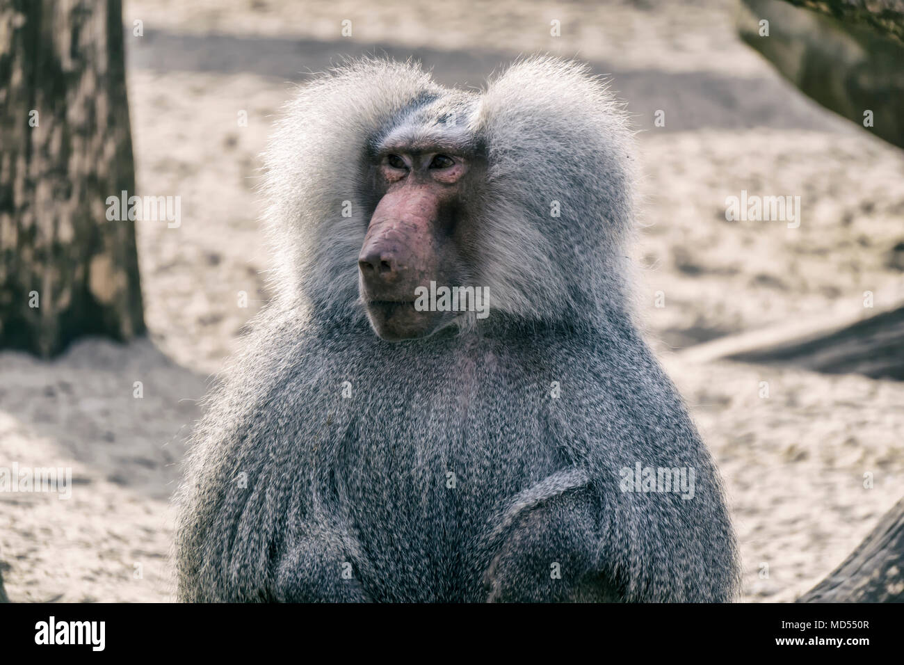 Single male baboon sitting on rock Stock Photo