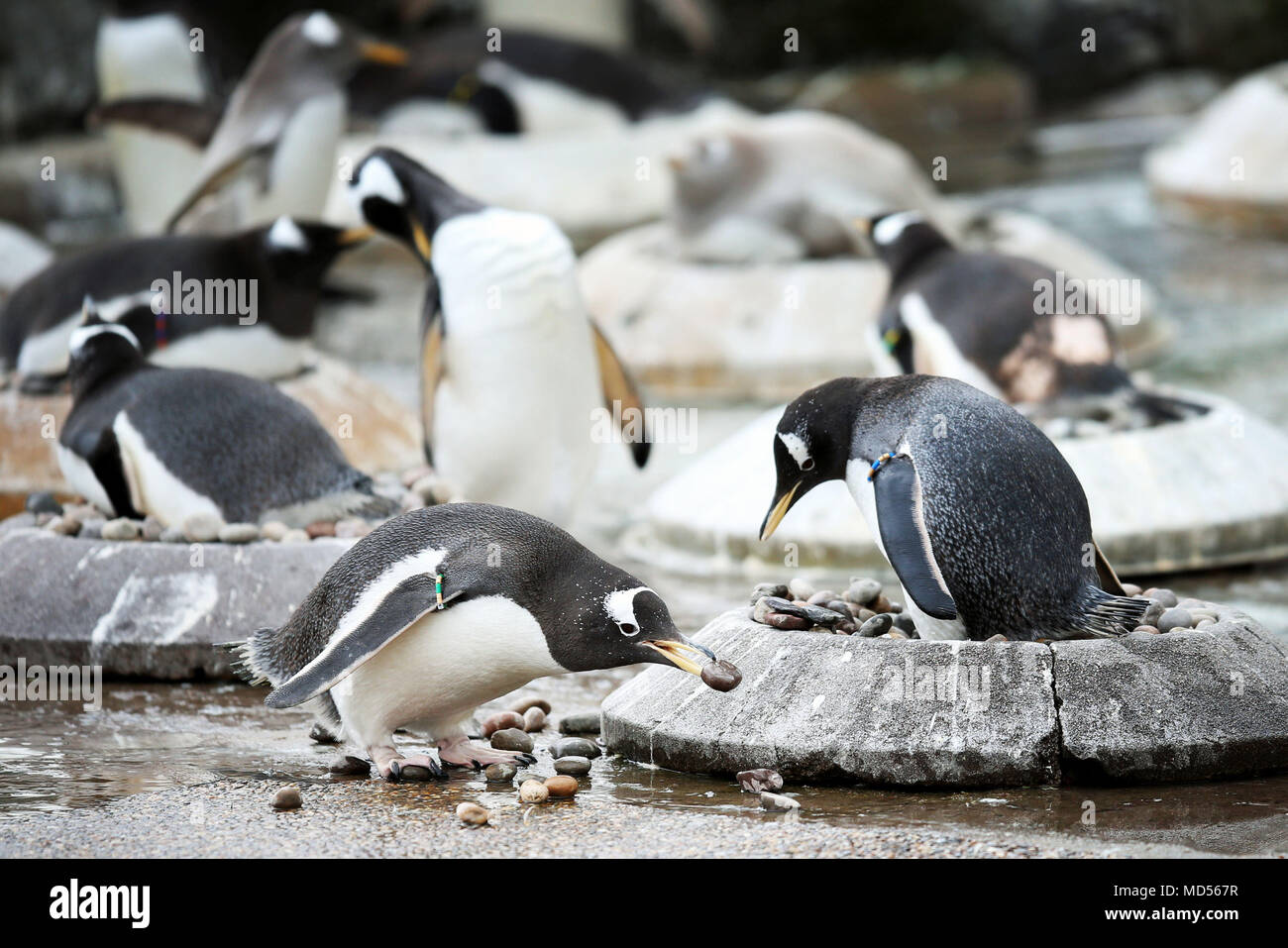 Edinburgh Zoo's Gentoo penguins begin their courtship displays, with the females sitting on nesting rings, the males sift through pebbles looking for the smoothest one to present to their chosen mate. Stock Photo