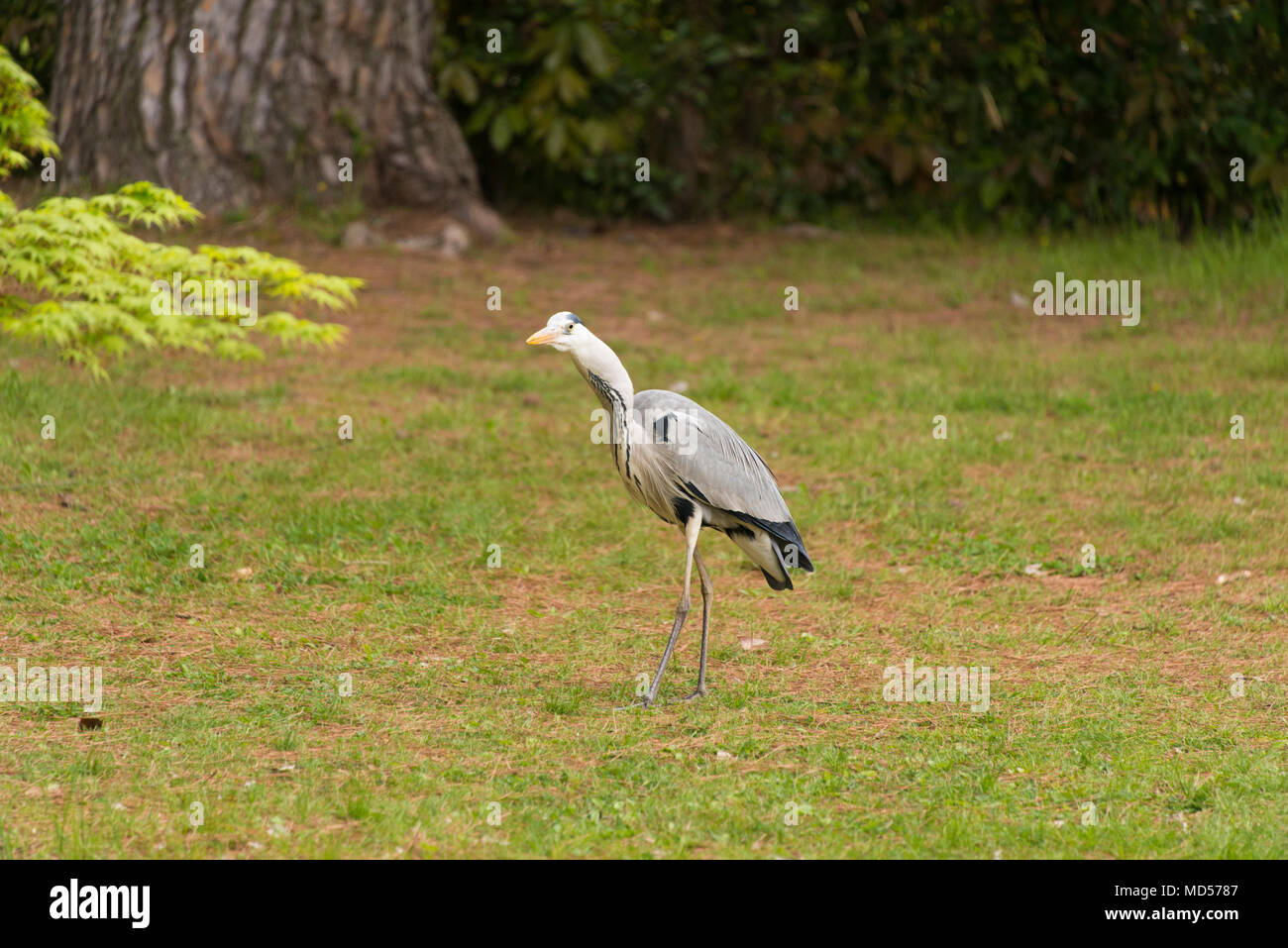 Grey Heron in Imperial Palace Gardens, Kyoto, Japan. Stock Photo