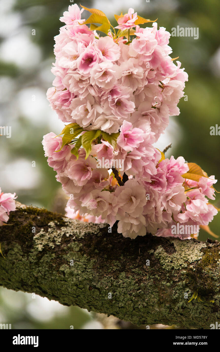 Cherry blossom (Sakura) in Imperial Palace Gardens, Kyoto, Japan Stock Photo