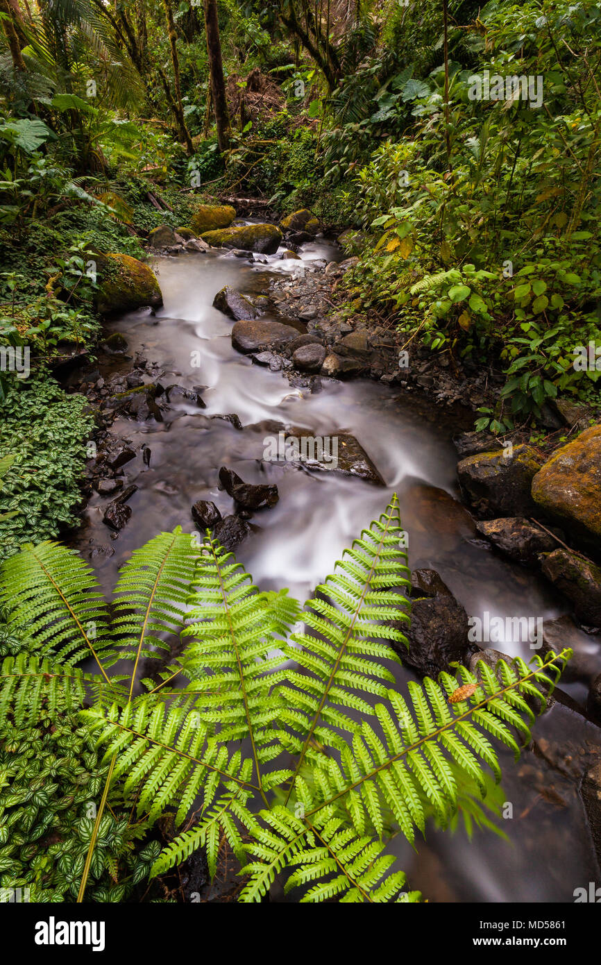 Ferns and river stream in La Amistad National Park, Chiriqui province ...