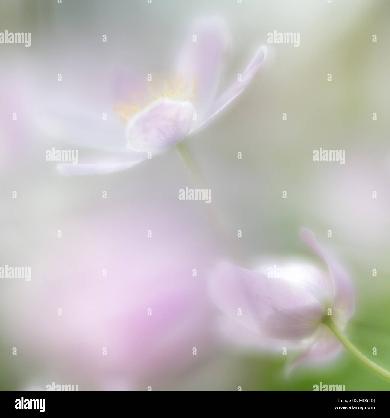 Wood anemones, anemone nemerosa. A beautiful white pink early spring wildflower. These flowers grow in the European deciduous woods Stock Photo