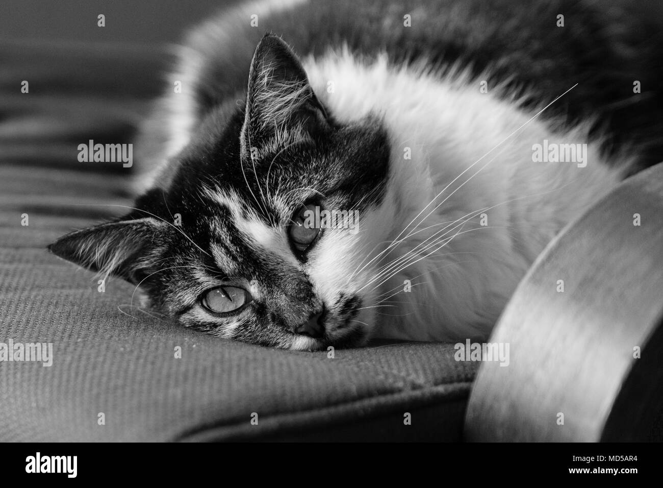 Portrait of a cat lazing contentedly on a chair Stock Photo