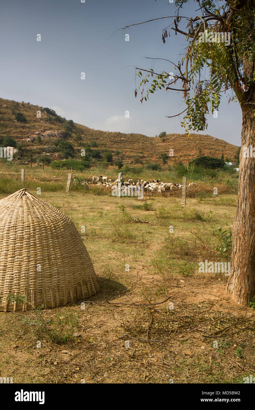 Indian shepherd hut (pandal) weave of straw or bamboo, shelter of straw, shelter of straw, on the background of the flock Stock Photo