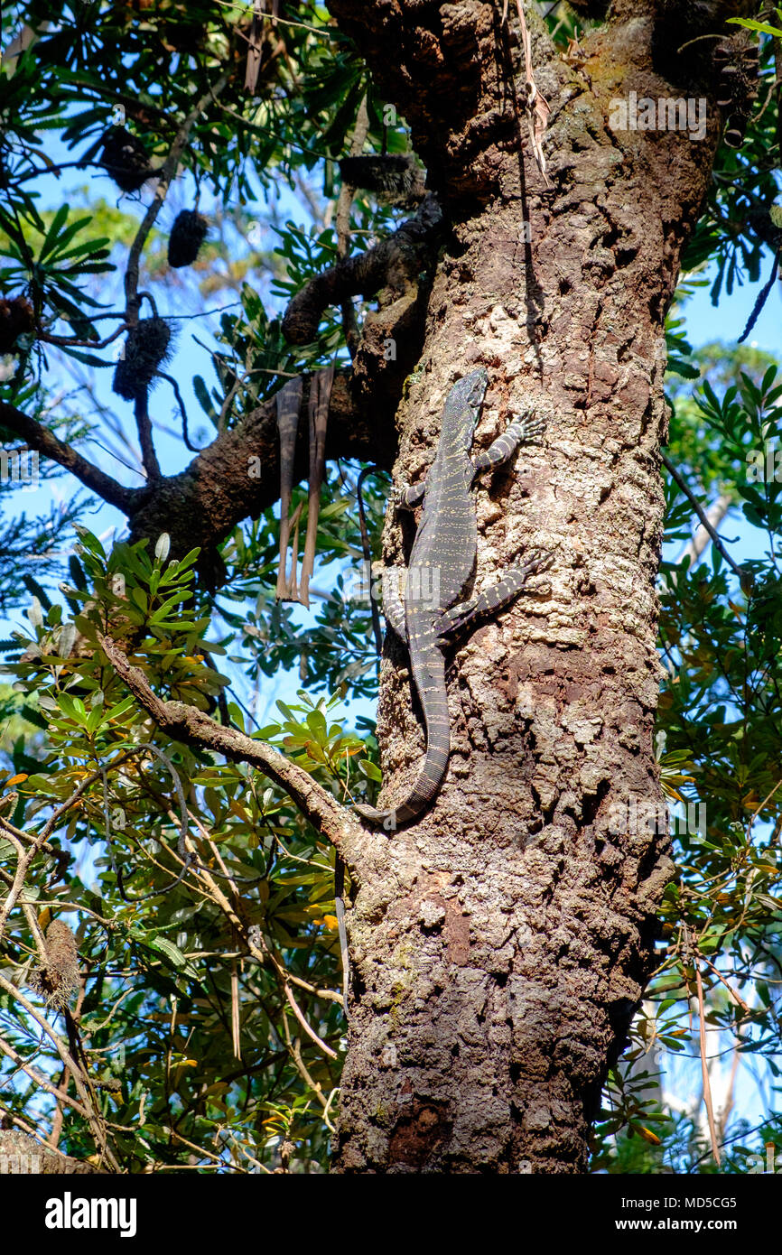 A goanna (Varanus) climbing a banksia tree at Wigan Inlet, East Gippsland, Victoria, Australia Stock Photo