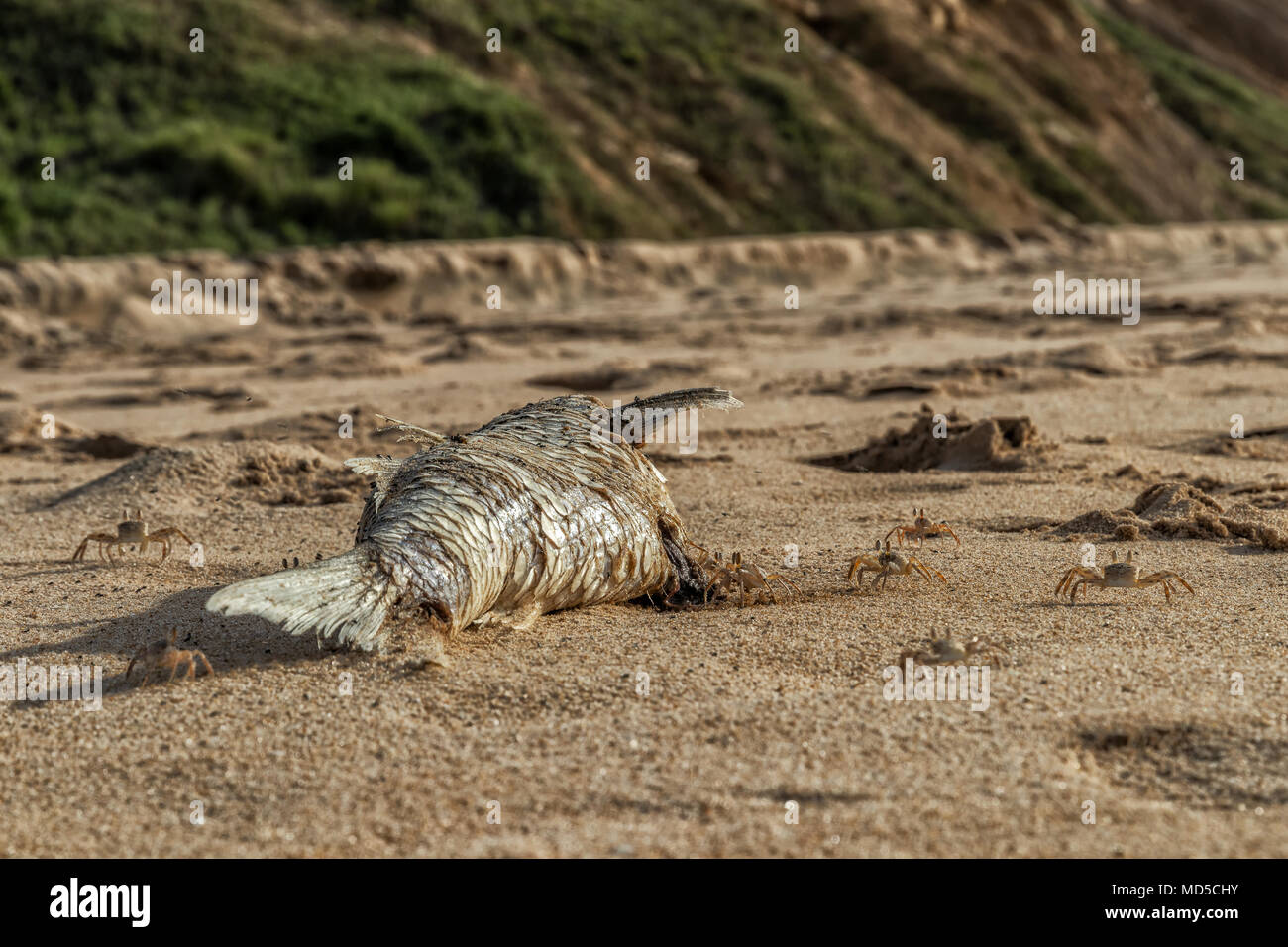 Crabs on the beach eating dead fish Stock Photo Alamy