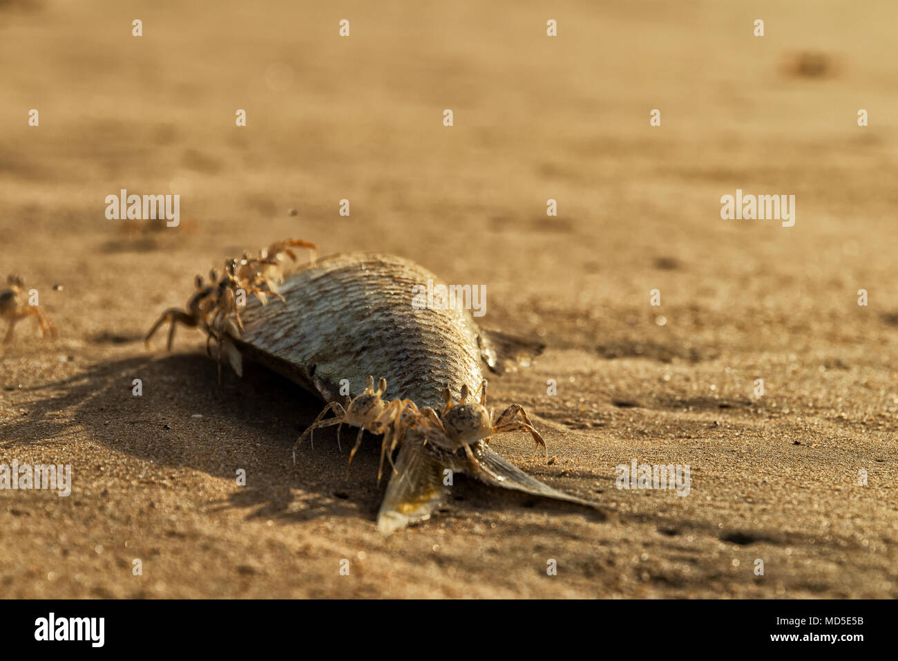 Crabs on the beach eating dead fish Stock Photo Alamy