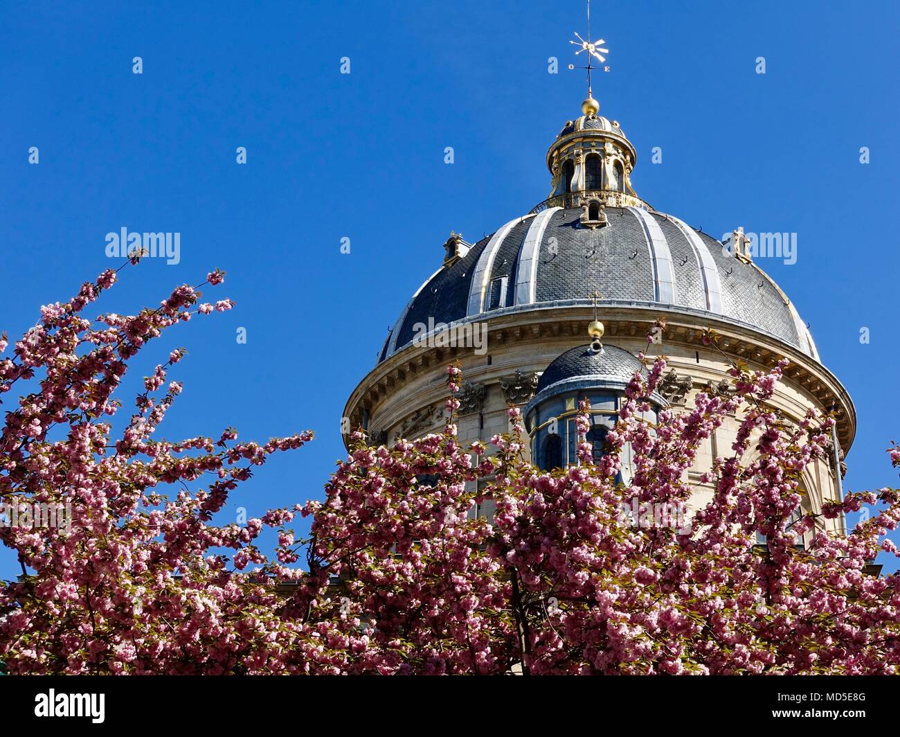 Dome of the French Institute framed by bright pink spring blossoms. Paris, France. Stock Photo