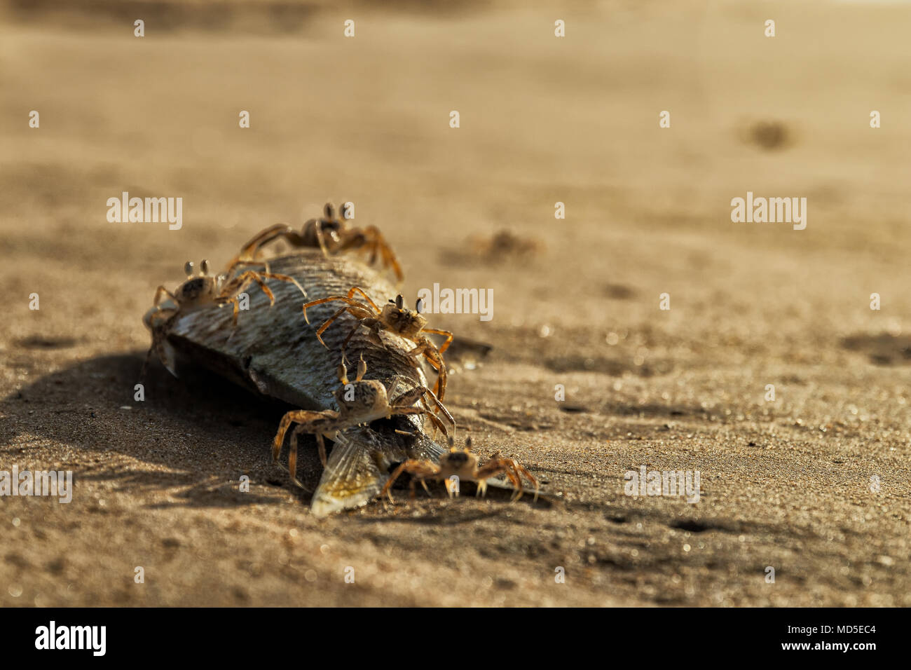 Crabs on the beach eating dead fish Stock Photo Alamy