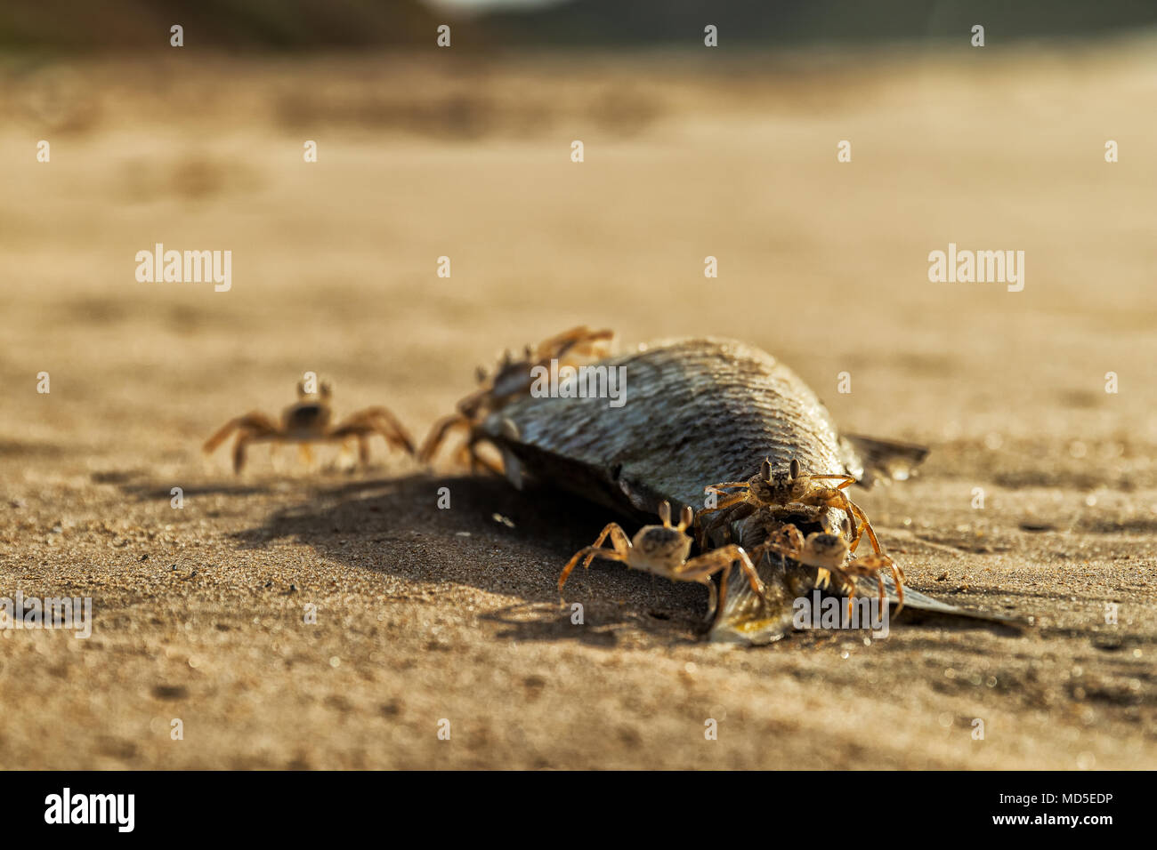 Crabs on the beach eating dead fish Stock Photo Alamy