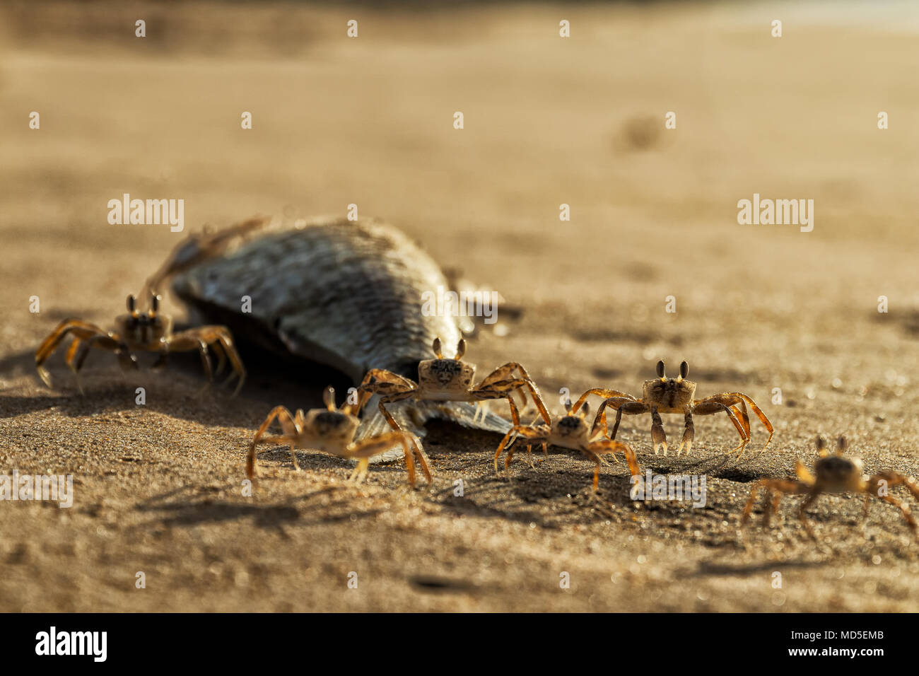 Crabs on the beach eating dead fish Stock Photo Alamy