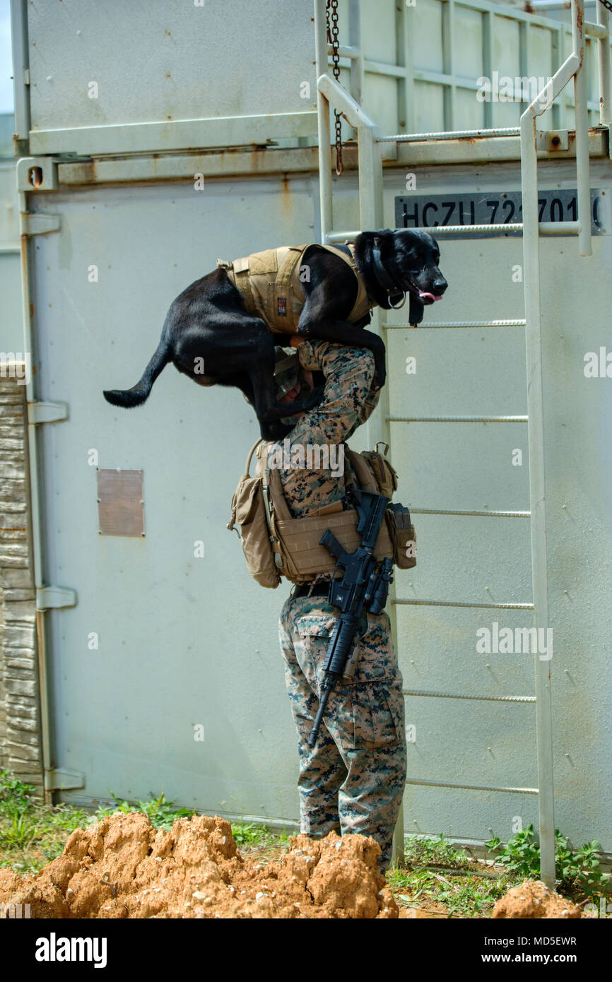 Military dog holster discount