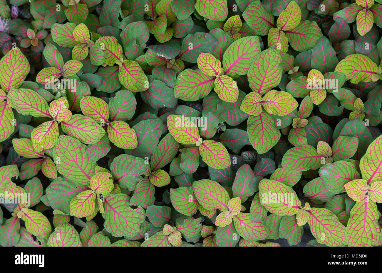 Fittonia albivenis ‘Skeleton’. Nerve Plant or Mosaic Plant leaves Stock Photo