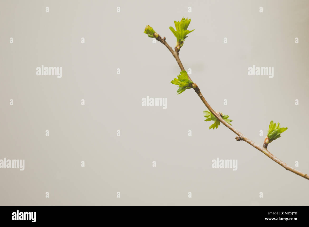 Twig With Small Green Shoots On Plain Off White Background Stock