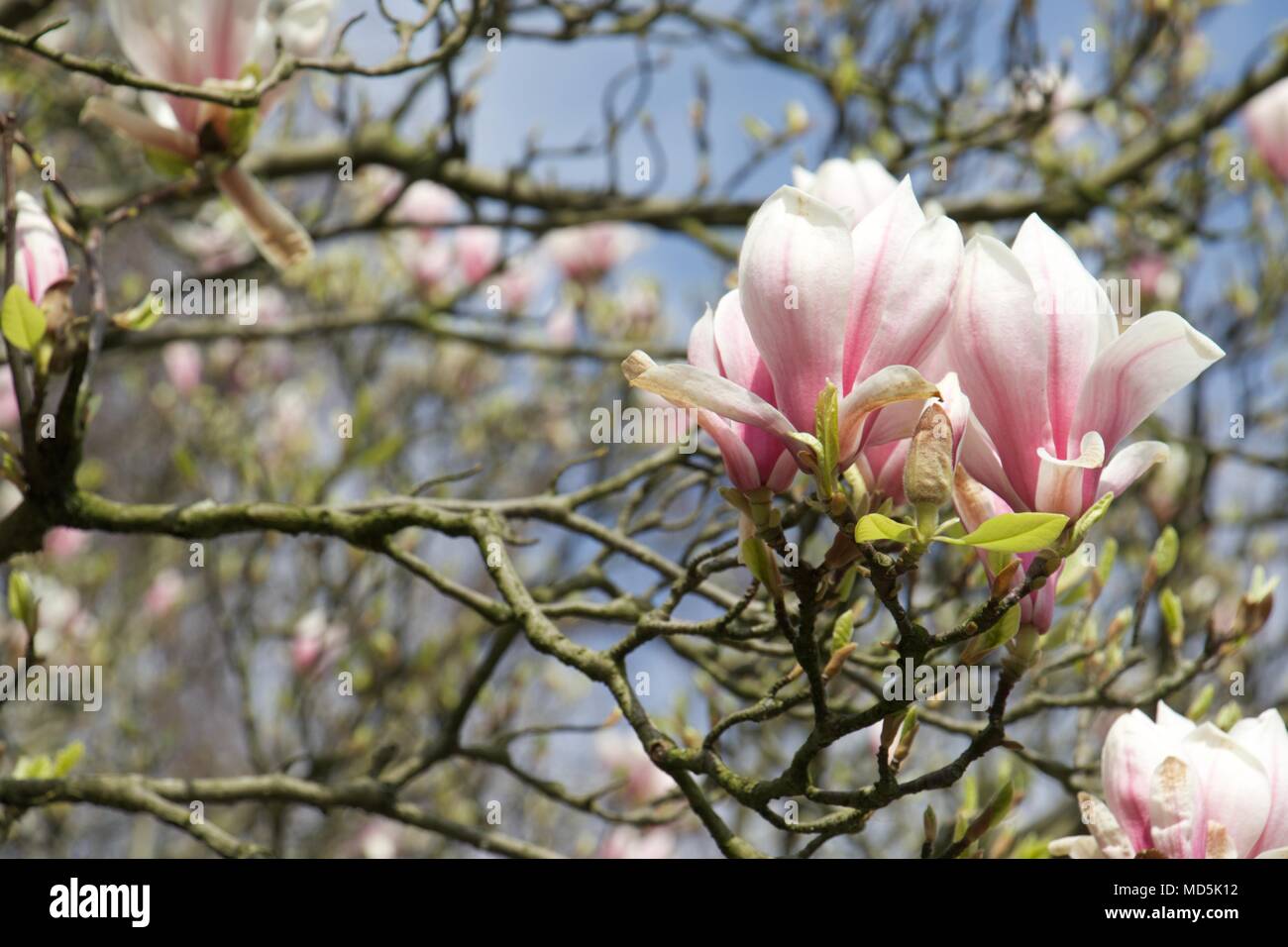 Magnolia tree in bloom hi-res stock photography and images - Alamy