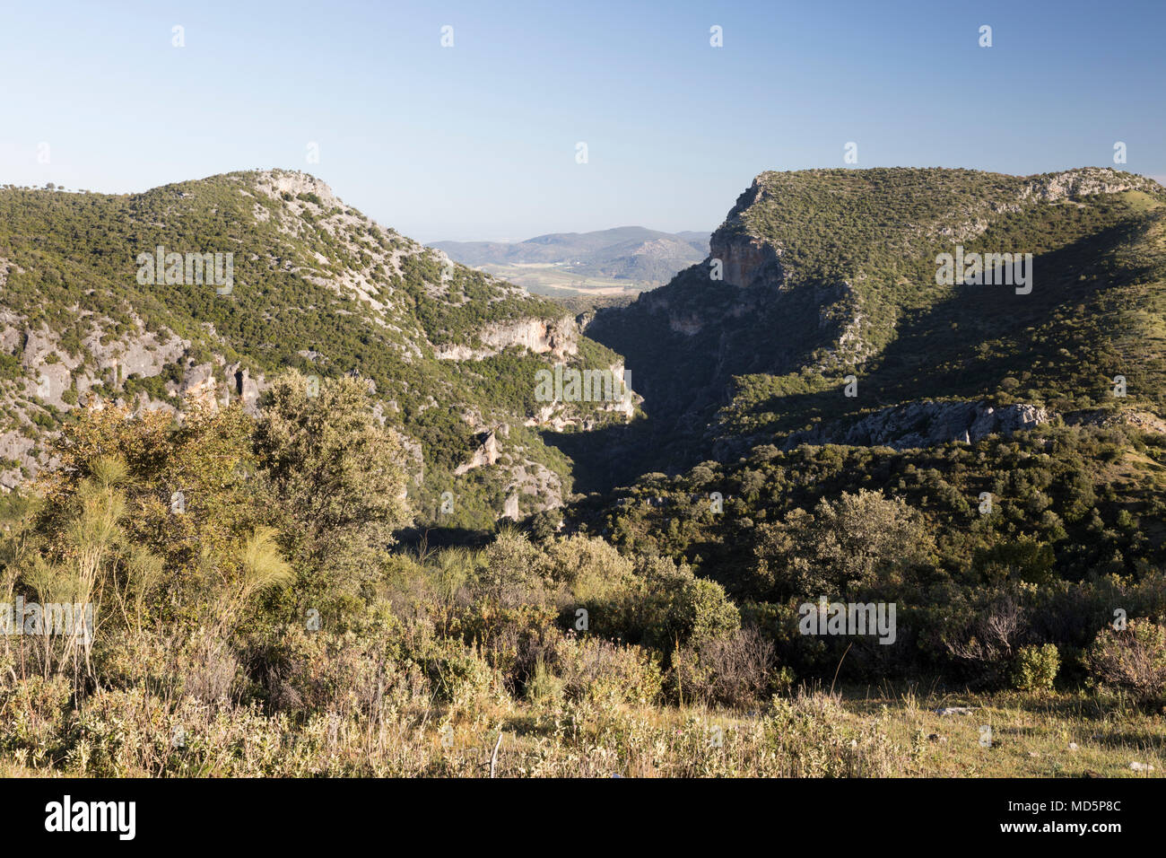 View of the Garganta Verde Green Gorge from the Mirador Puerto de los Acebuches, Sierra de Grazalema Natural Park, Andalucia, Spain, Europe Stock Photo