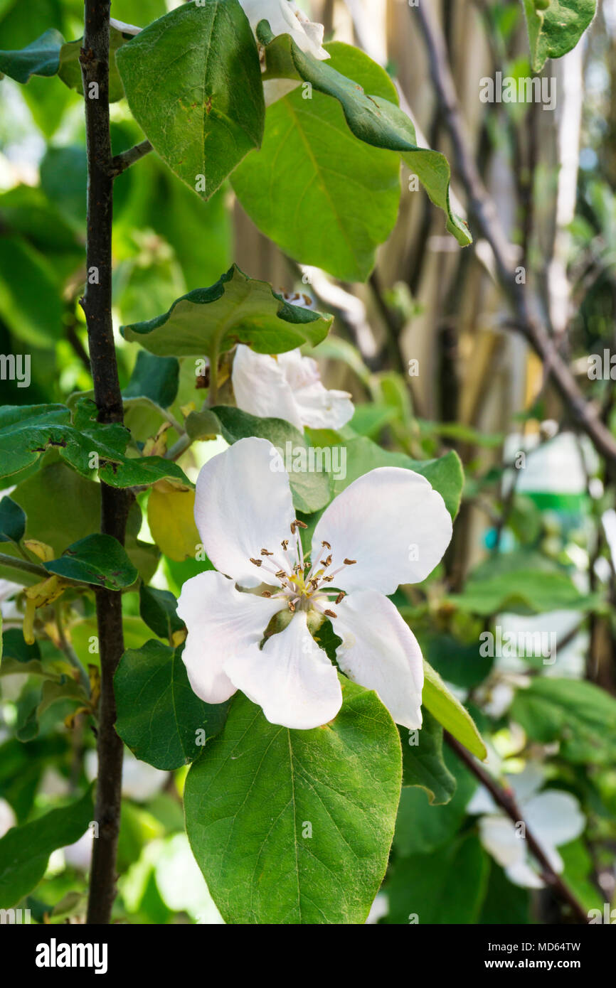 Flowers of the quince tree, Cydonia oblonga 'Champion'. Stock Photo