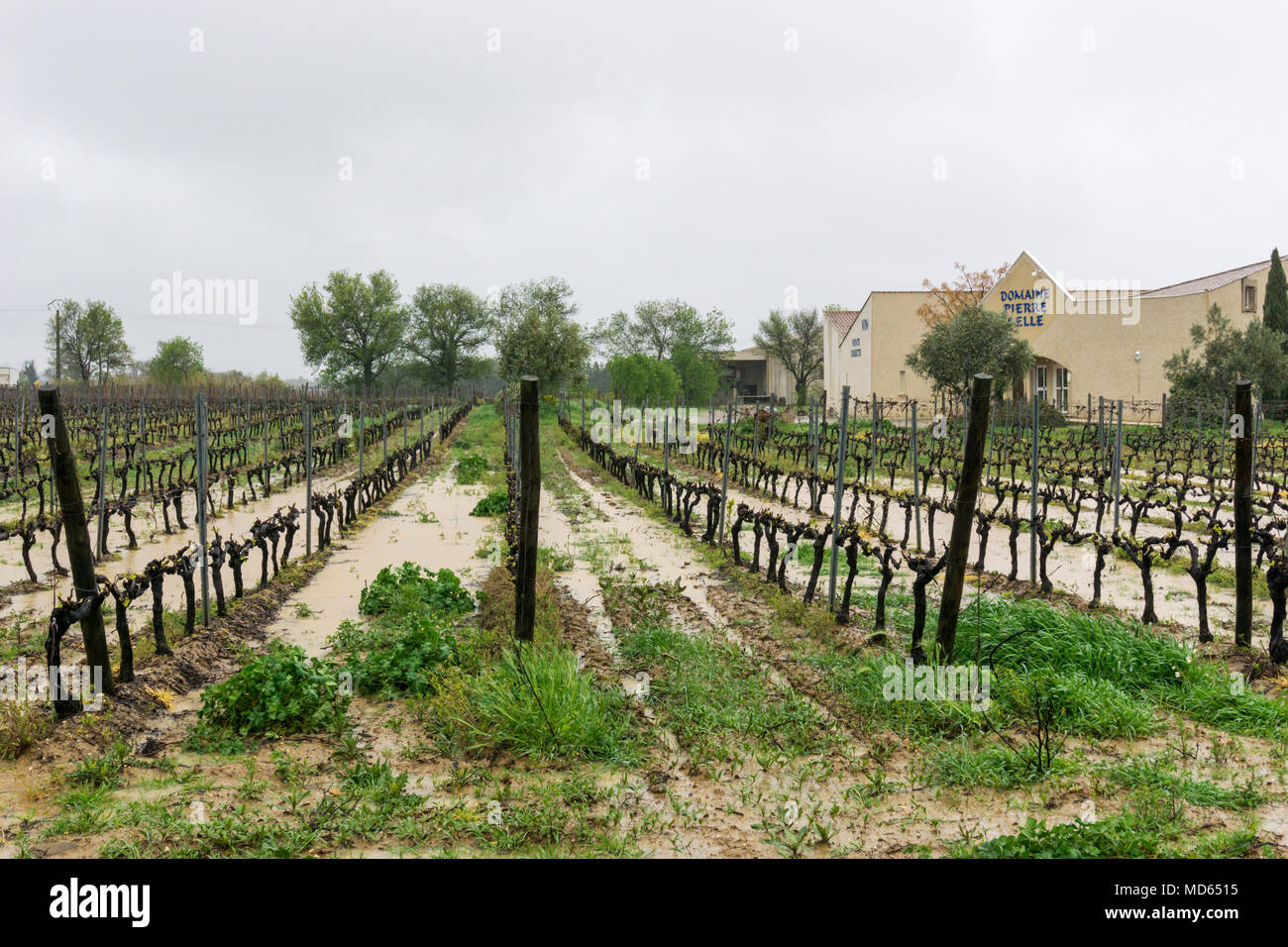 Partially flooded Languedoc vineyard in rainstorm. Stock Photo