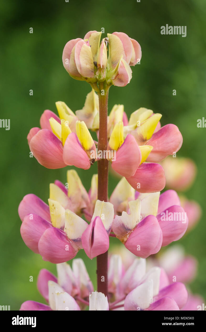 Wonderful Lupine Flower in a Forest with pink yellow and rose accents and a green Background Stock Photo