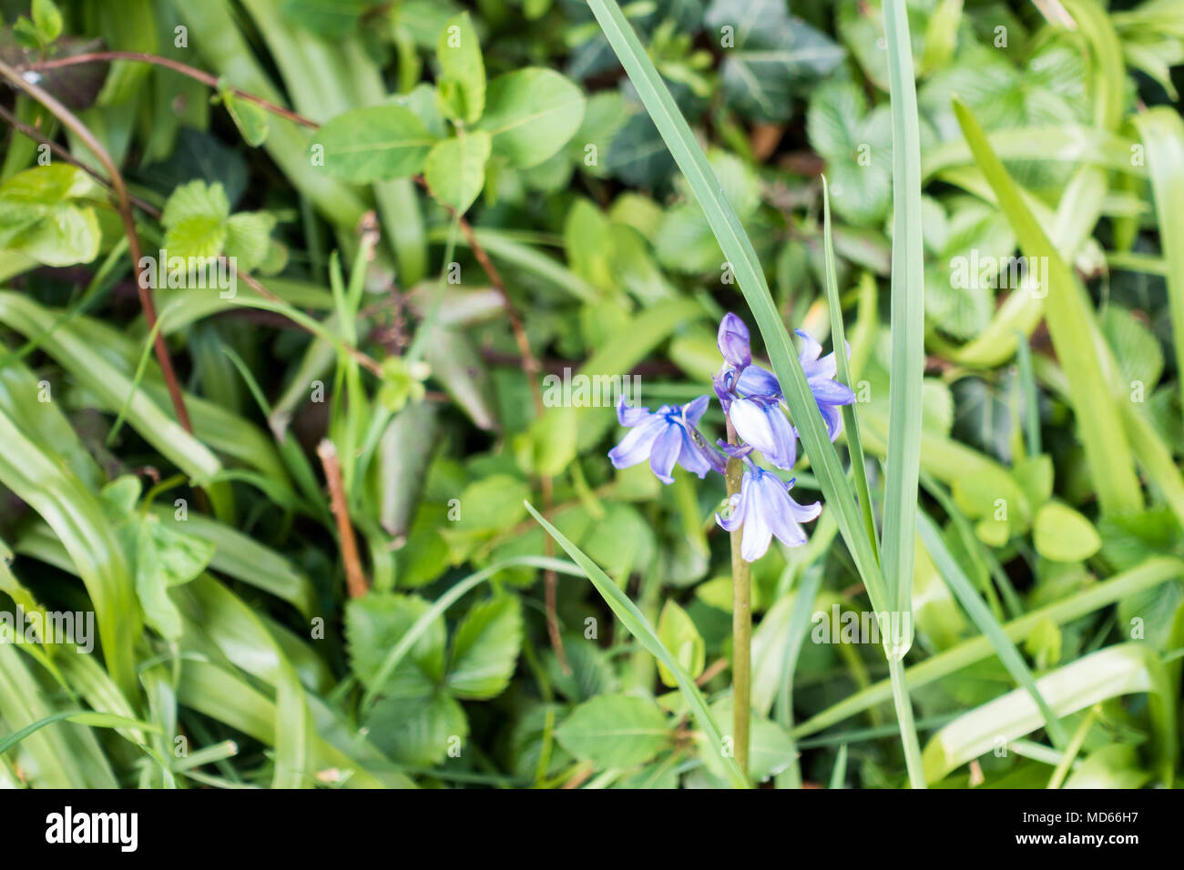 Bluebell flowers growing wild, Dorset, UK Stock Photo