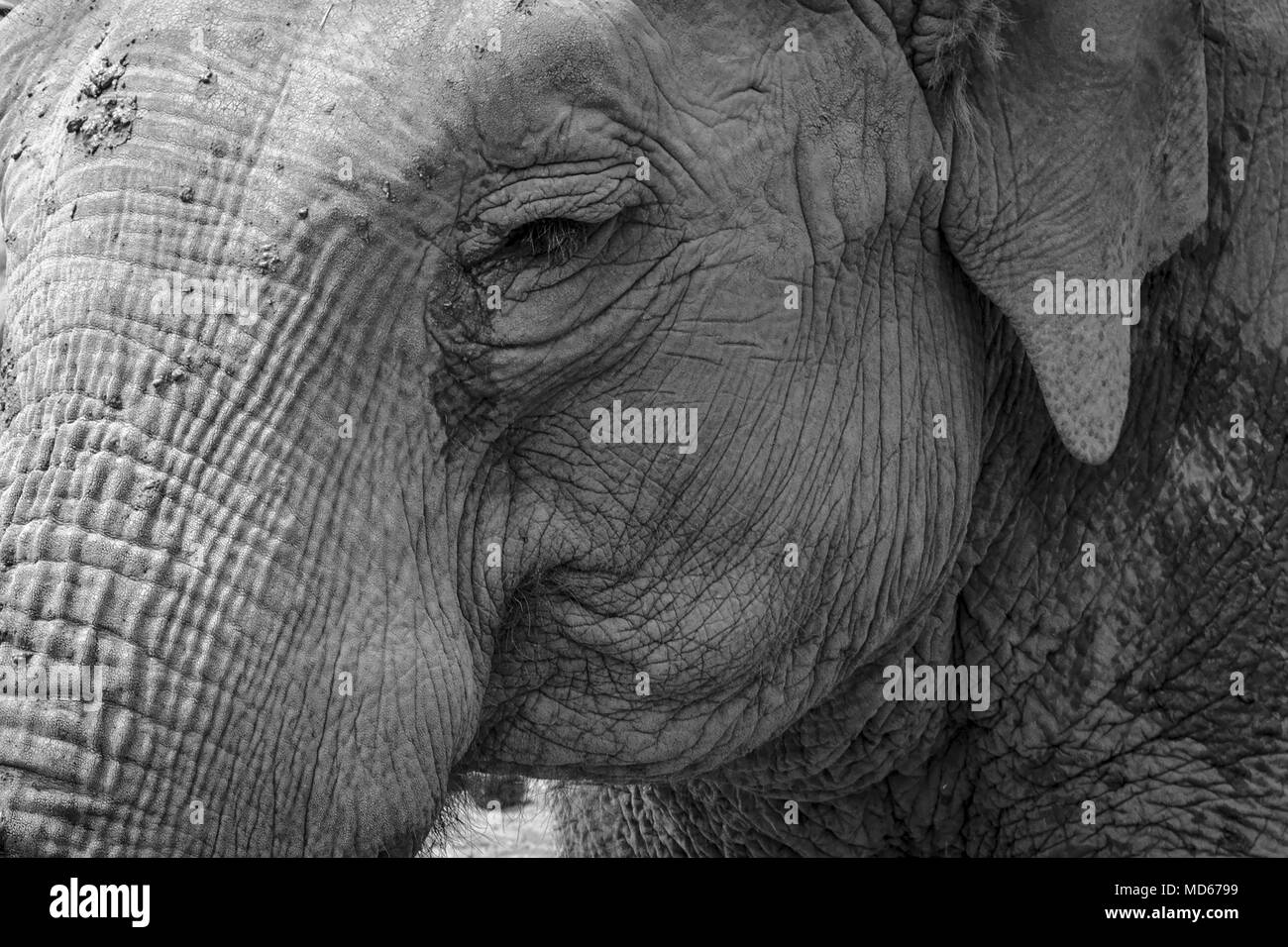 black white elephant in zoo Stock Photo