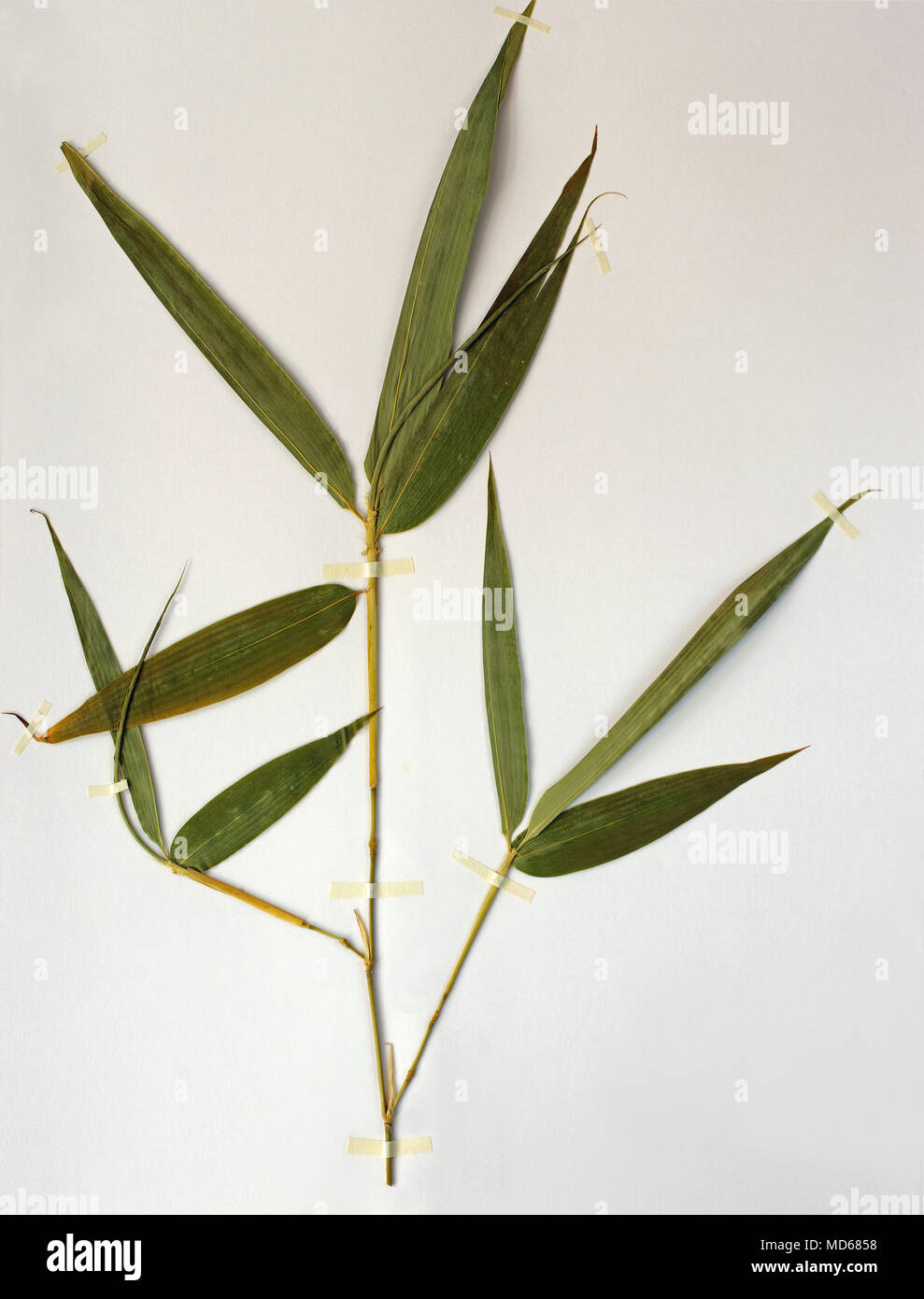 Herbarium sheet with Phyllostachys  bissetii, Bamboo, grassfamily Poaceae Stock Photo