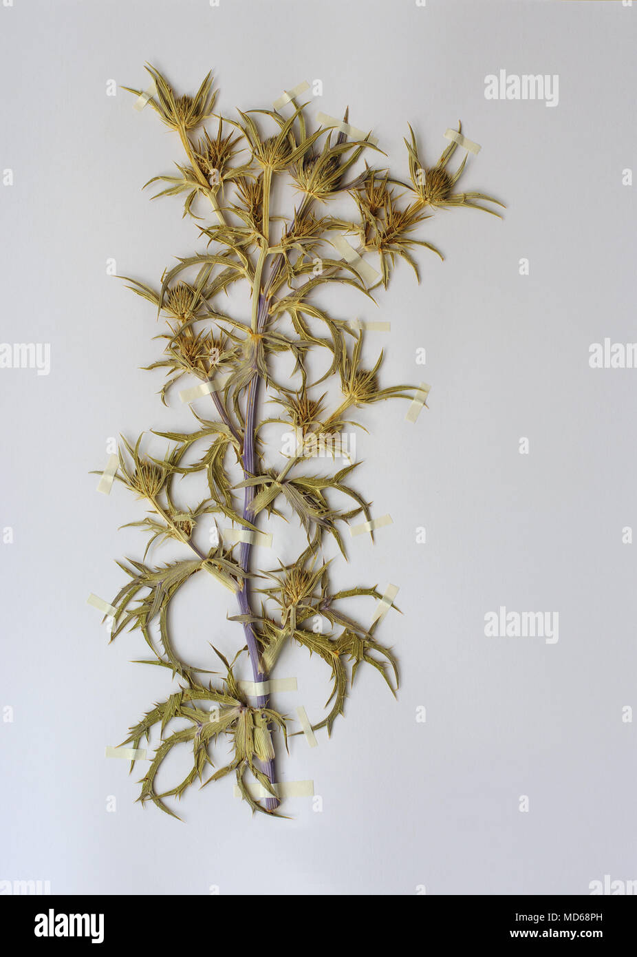 herbarium sheet with Eryngium amethystinum, the Amethyst eryngo or Italian eryngo, family Apiaceae Stock Photo