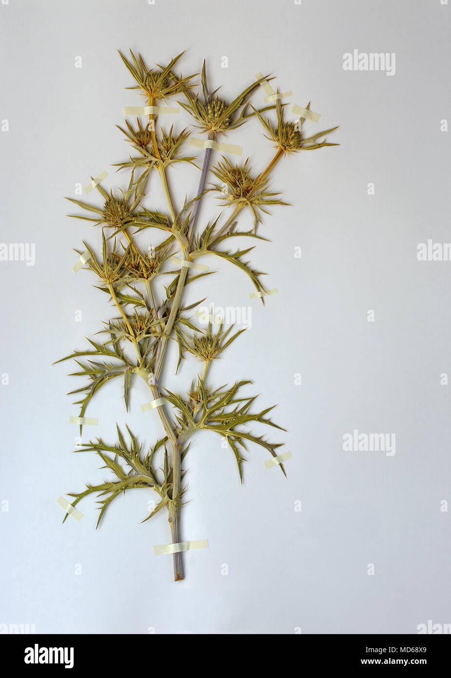 herbarium sheet with Eryngium amethystinum, the Amethyst eryngo or Italian eryngo, family Apiaceae Stock Photo