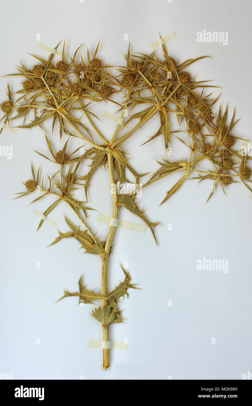 Herbarium sheet with Eryngium campestre, the Field eryngo, family Apiaceae Stock Photo
