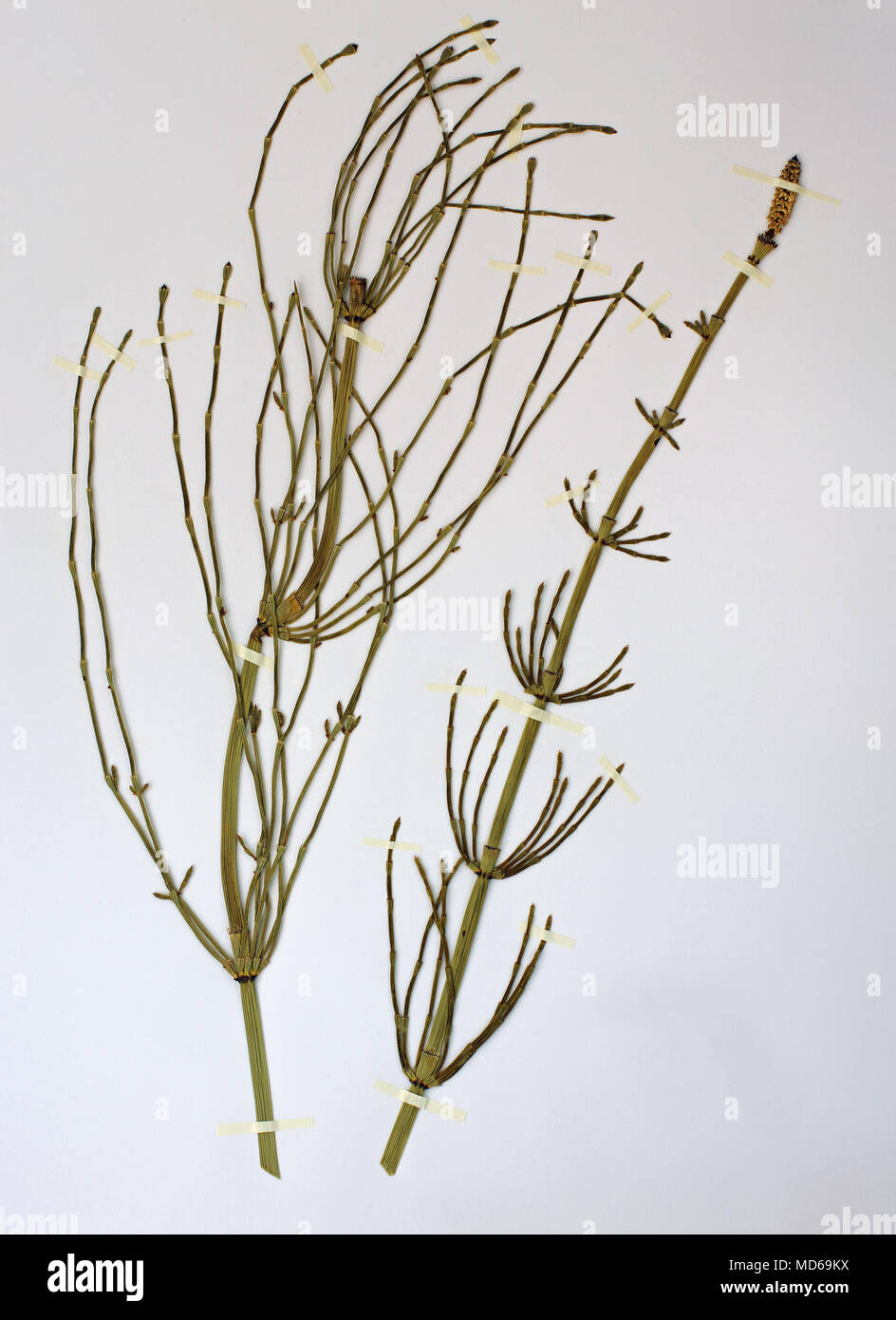 Herbarium sheet with Equisetum ramosissimum, the Branched horsetail, family Equisetaceae Stock Photo