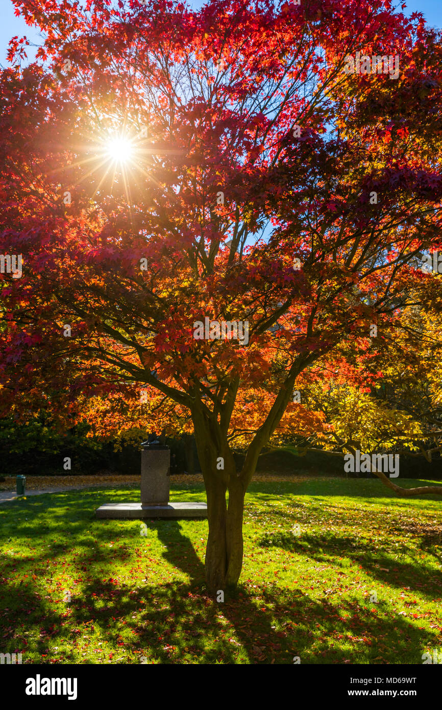 Autumn landscape tree with golden leaves in autumn and sunrays. Beautiful landscape with magic autumn trees and fallen leaves Stock Photo