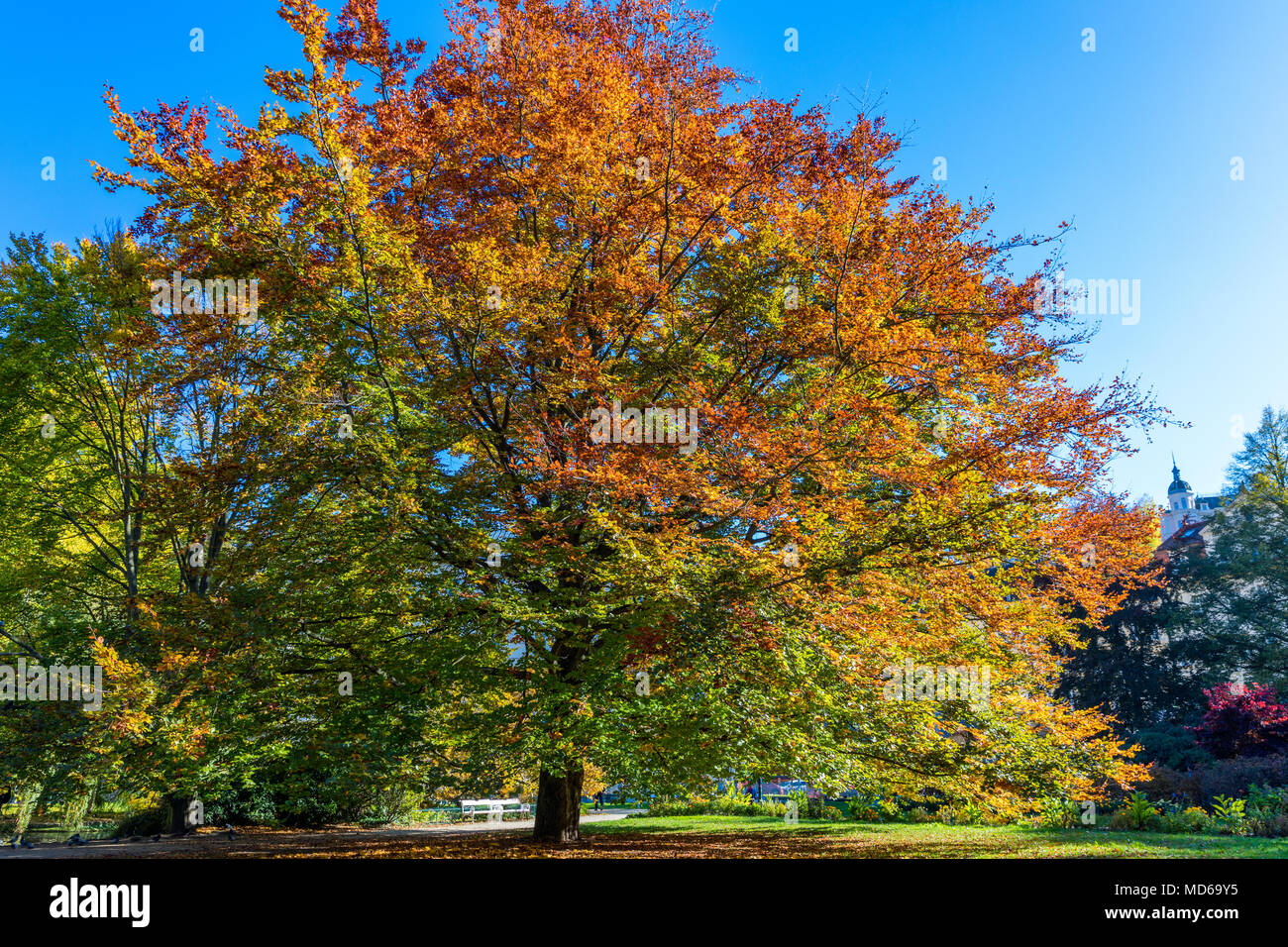 Autumn landscape tree with golden leaves in autumn and sunrays. Beautiful landscape with magic autumn trees and fallen leaves Stock Photo