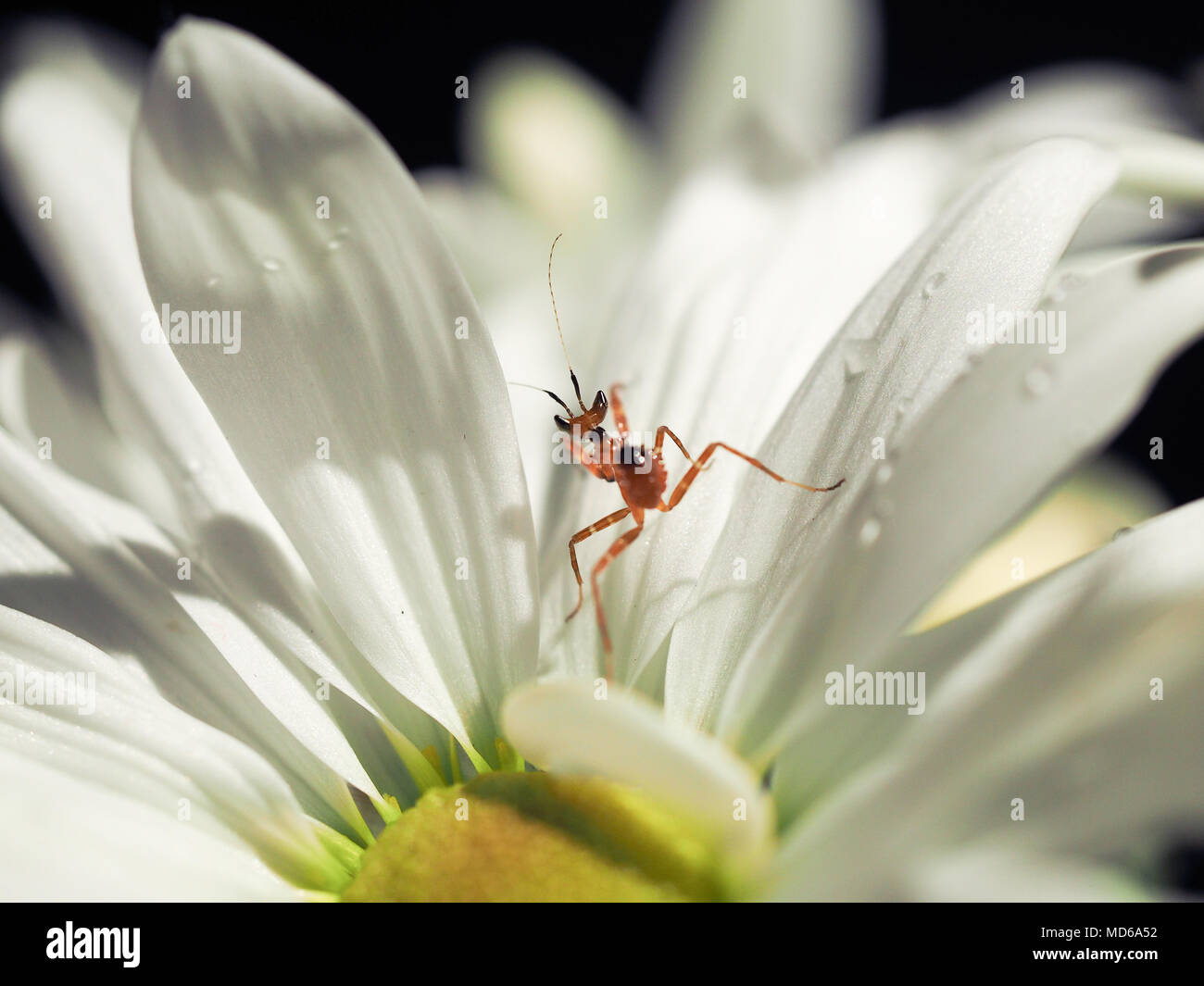 Little mantis in a beautiful white flower Stock Photo - Alamy