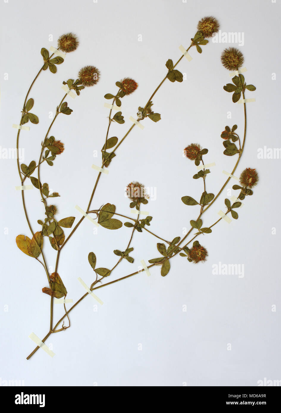 Herbarium sheet with Trifolium echinatum, the Prickly clover, family Fabaceae (Leguminosae) Stock Photo