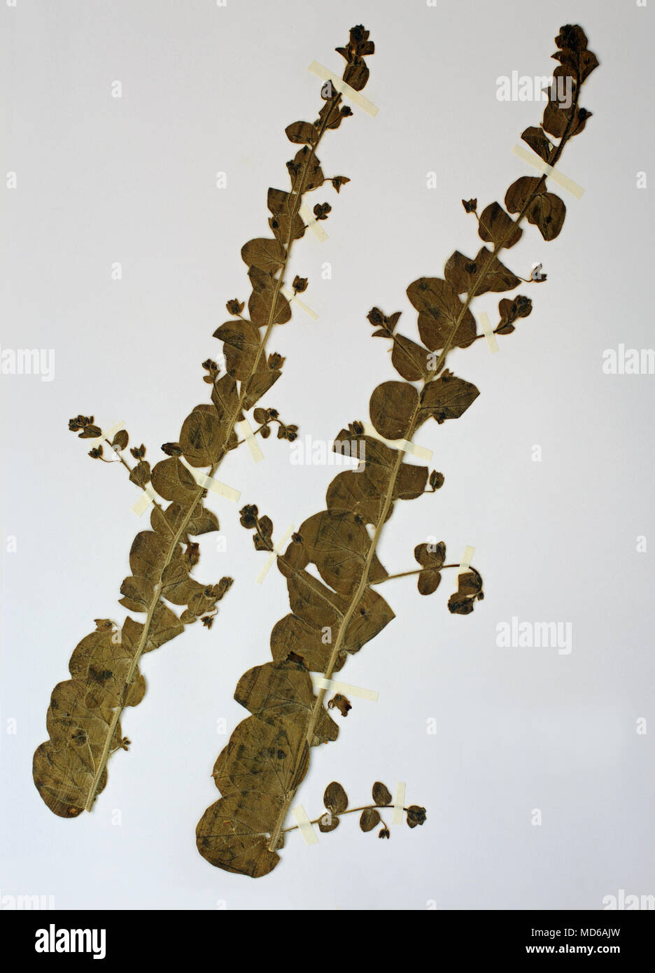 Herbarium sheet with Kickxia spuria, the Roundleaf cancerwort, family Plantaginaceae Stock Photo