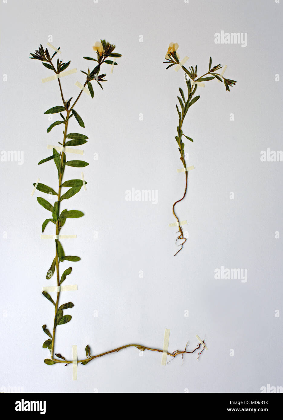 Herbarium sheet with Linum nodiflorum (=Linum luteolum), Flax, family Linaceae Stock Photo