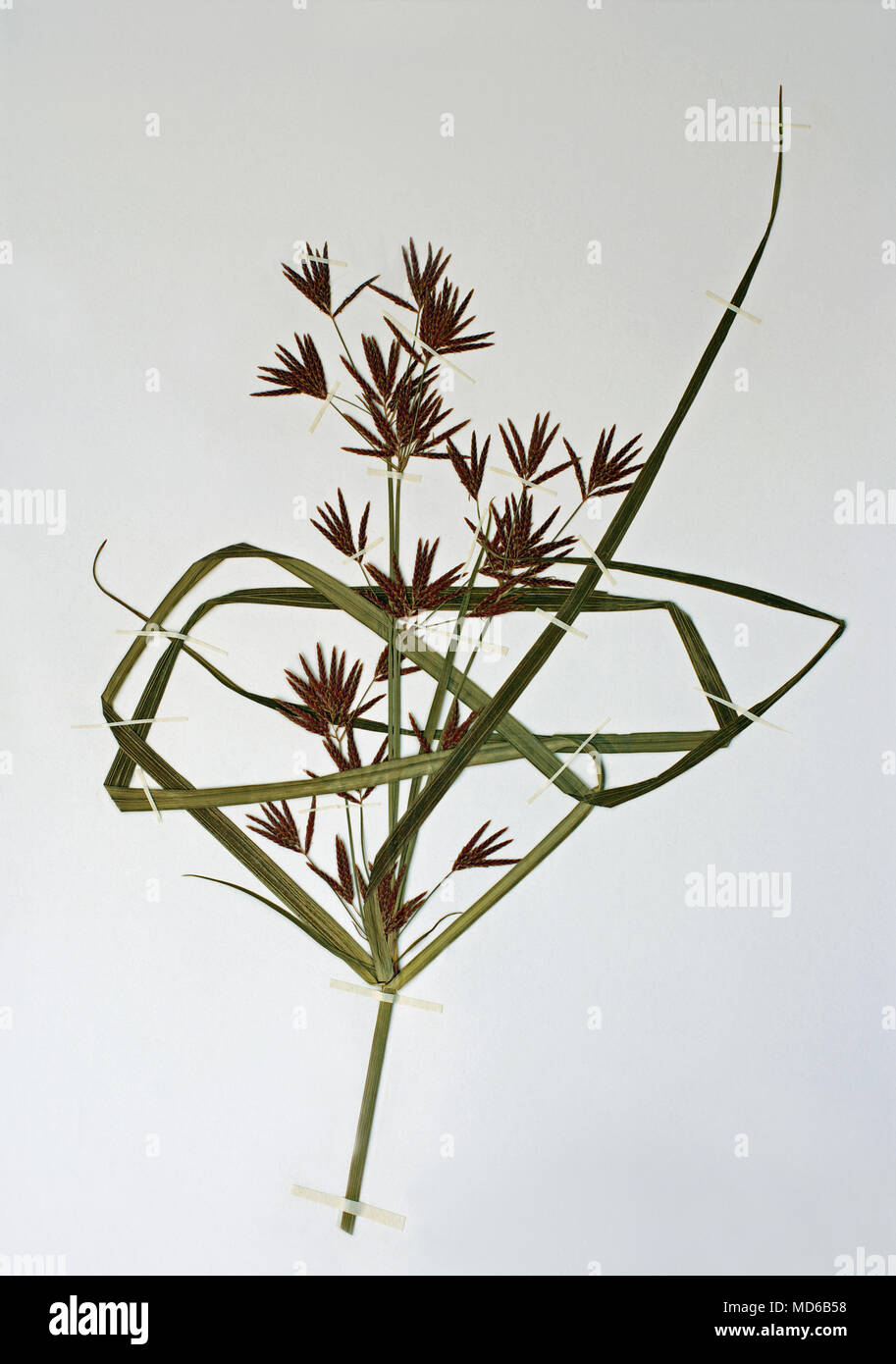 Herbarium sheet with Cyperus rotundus, the Nutgrass, family Cyperaceae Stock Photo