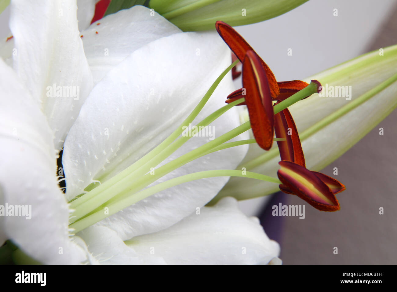 Image result for Images of white lilies with stamen