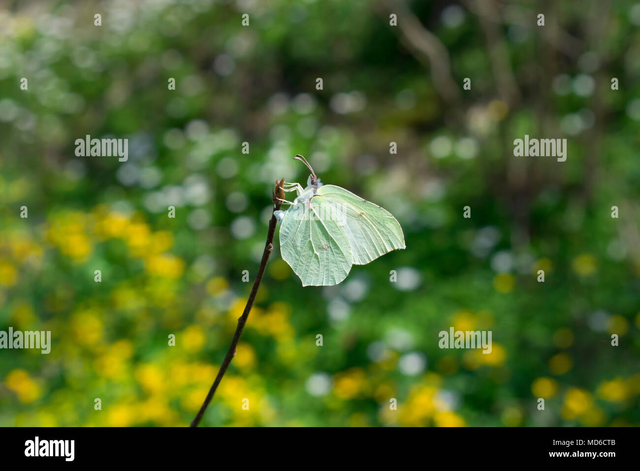 Common Brimstone Butterfly (Gonepteryx rhamni) Stock Photo