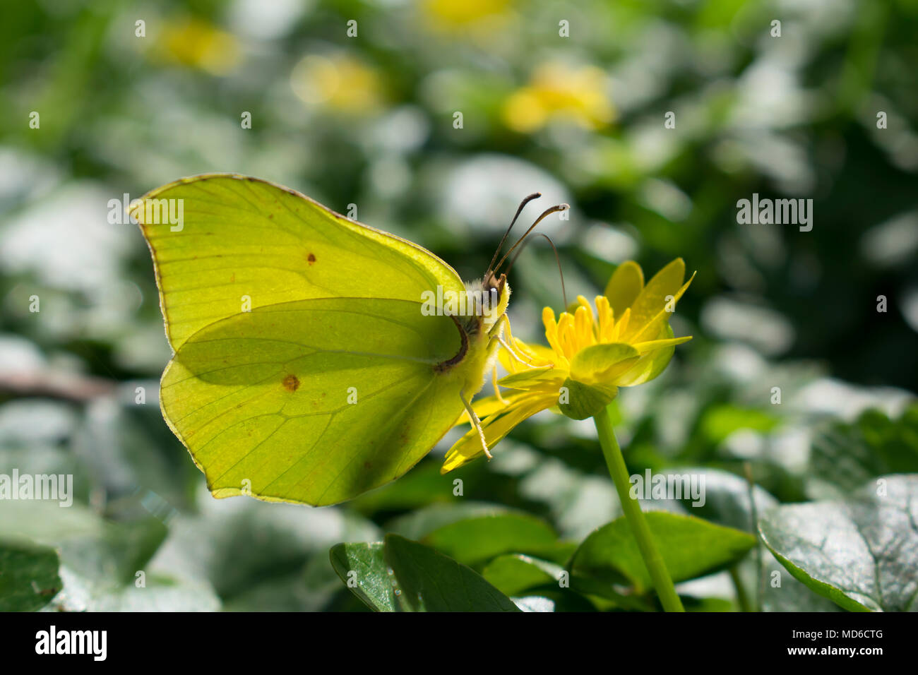 Common Brimstone Butterfly (Gonepteryx rhamni) Stock Photo