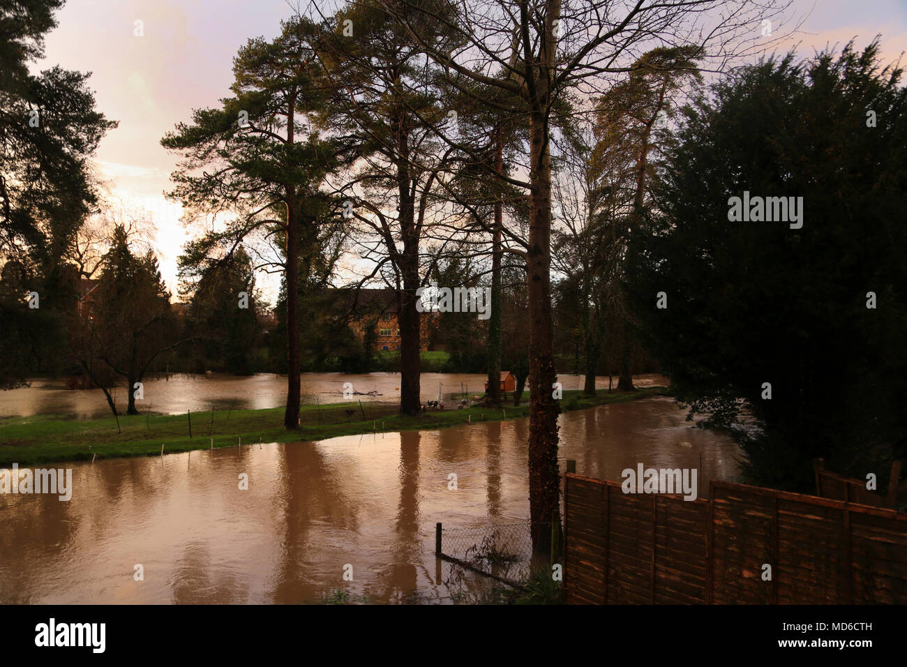 Chickens On Bank of Flooded River Stour Gillingham Dorset England Stock Photo Alamy