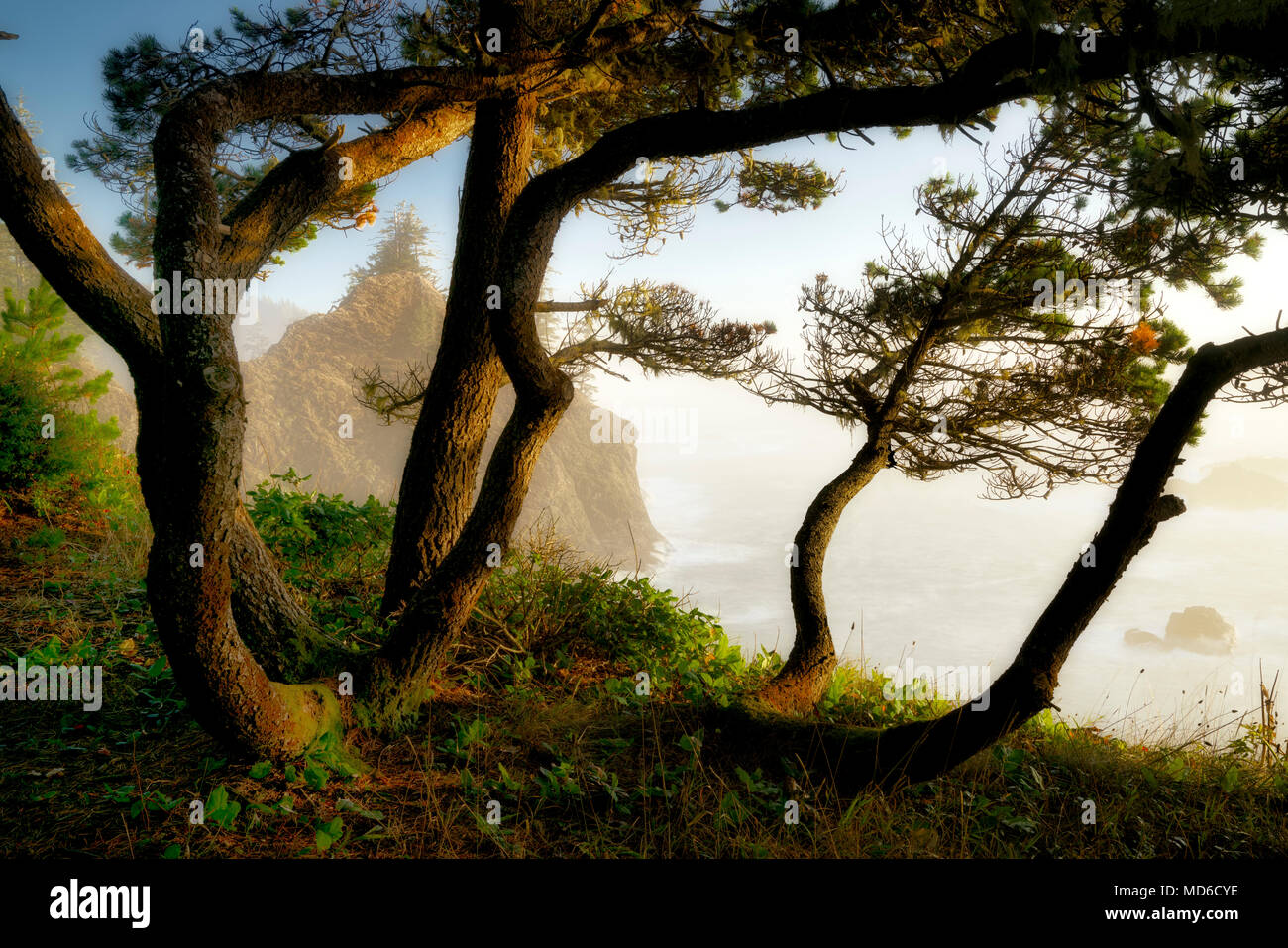 Shore Pine trees and coastline. Thunder cove Samuel H. Boardman State Park (Scenic Corridor),Oregon Stock Photo
