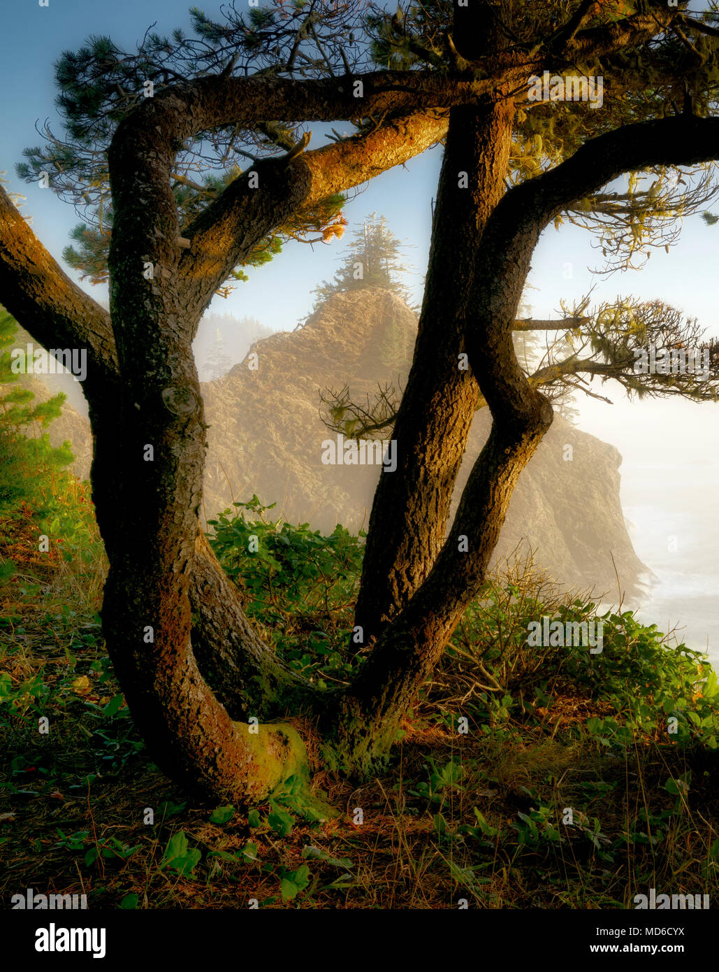 Shore Pine trees and coastline. Thunder cove Samuel H. Boardman State Park (Scenic Corridor),Oregon Stock Photo