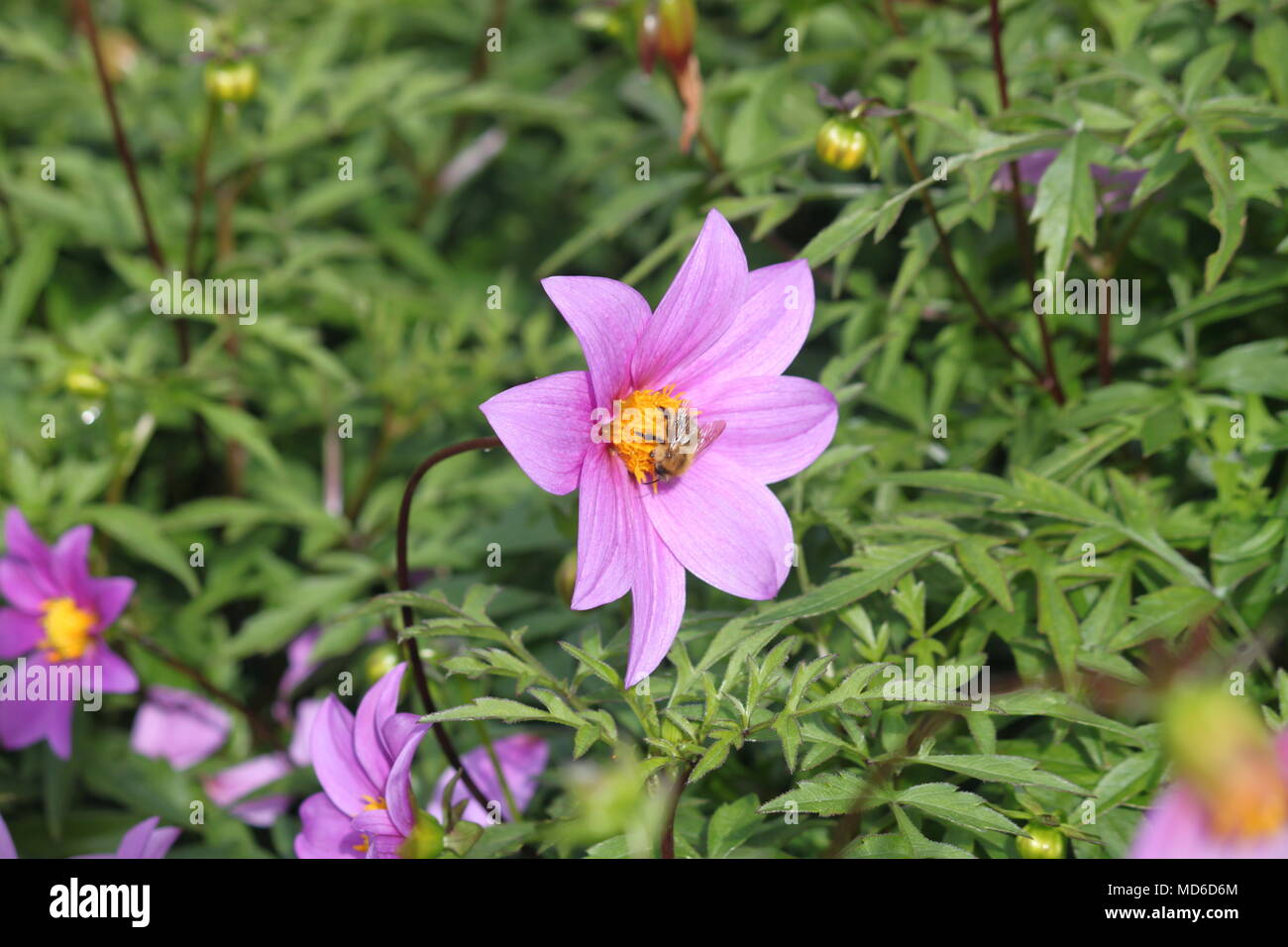 A bee collecting nectar from a flower Stock Photo